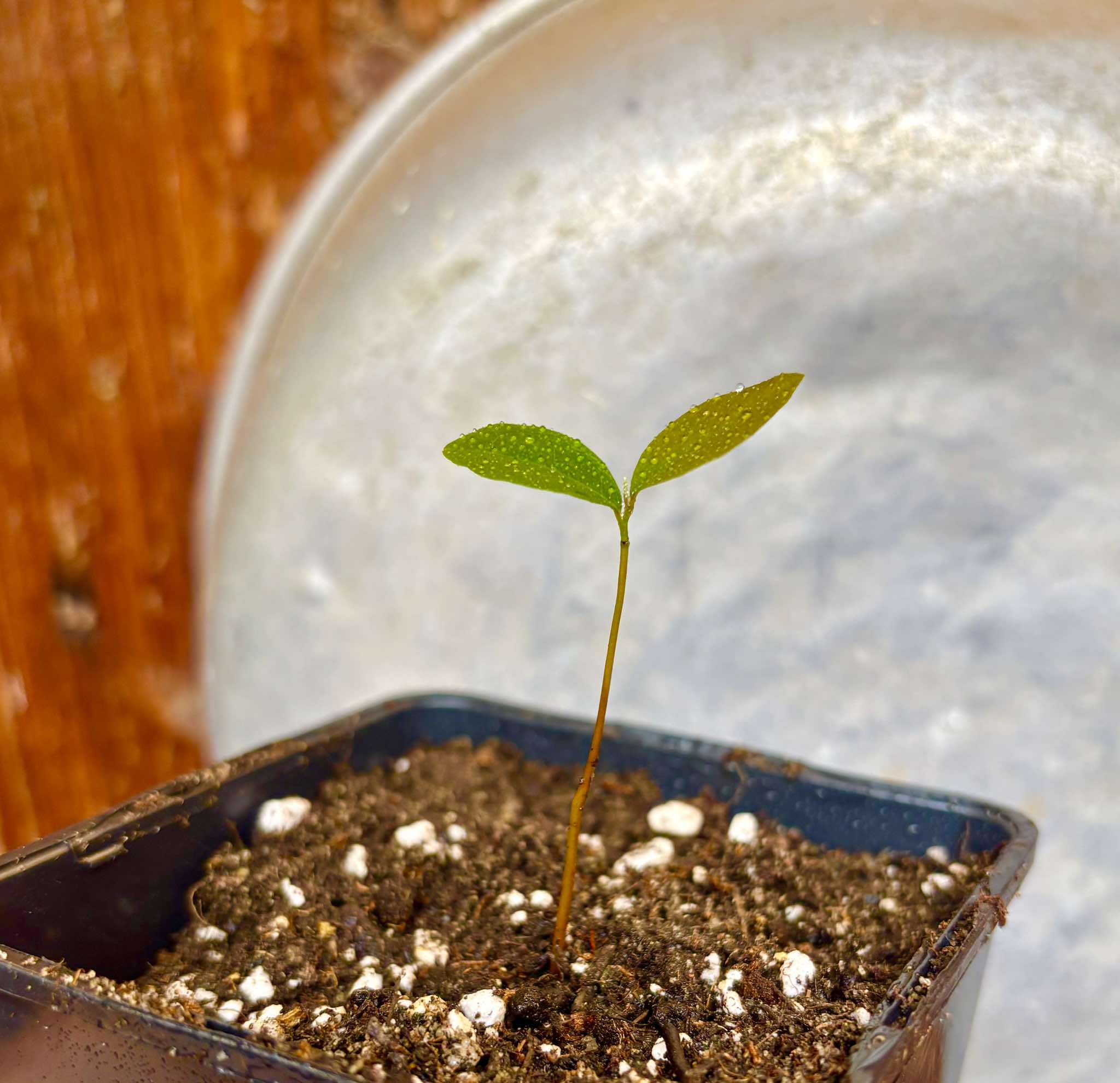 Duguetia phaeoclados - 1 small potted seedling / 1 kleiner, getopfter Sämling