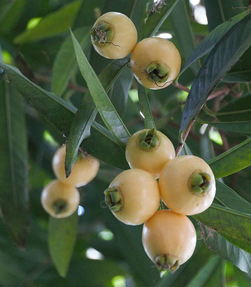 Rose Apple (Syzygium jambos) - 1 potted plant / 1 getopfte Pflanze