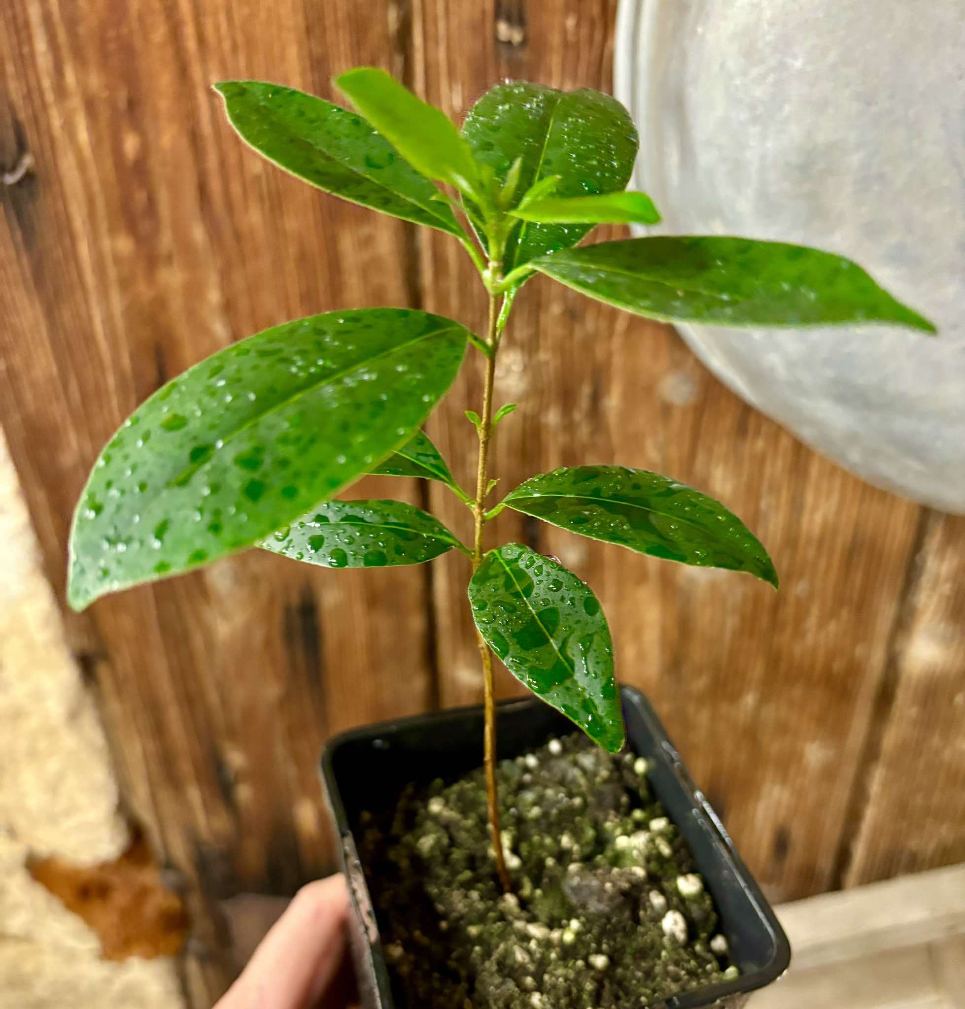 Eugenia dichroma - Pitanga Fanta - 1 potted seedling / 1 getopfter Sämling