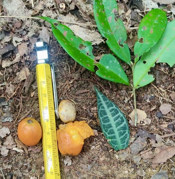 Eugenia sp Labisia (rooted cutting)-  1 potted plant / 1 getopfte Pflanze