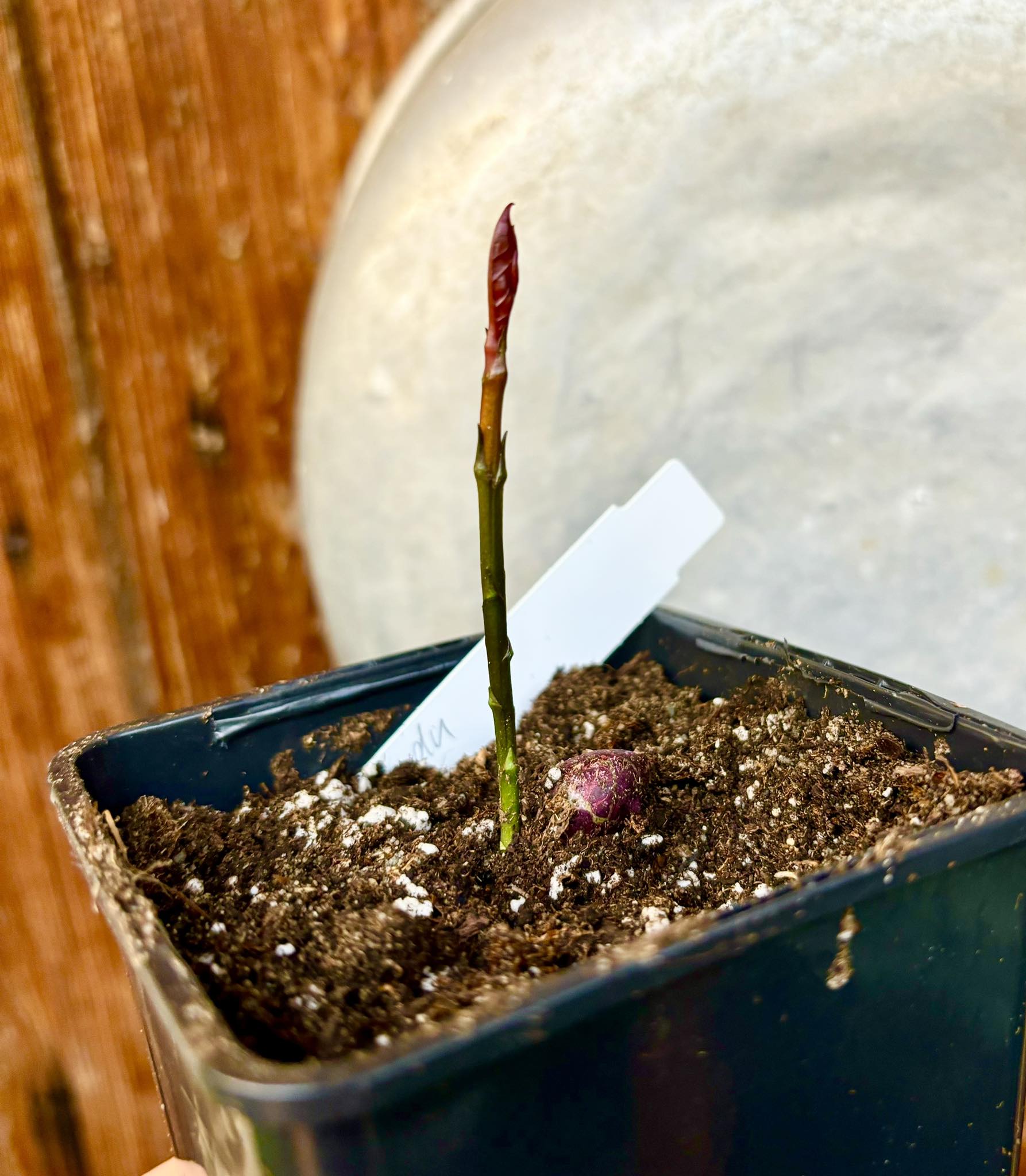 Garcinia dulcis - Mundu  - 1 small potted seedling / 1 kleiner, getopfter Sämling