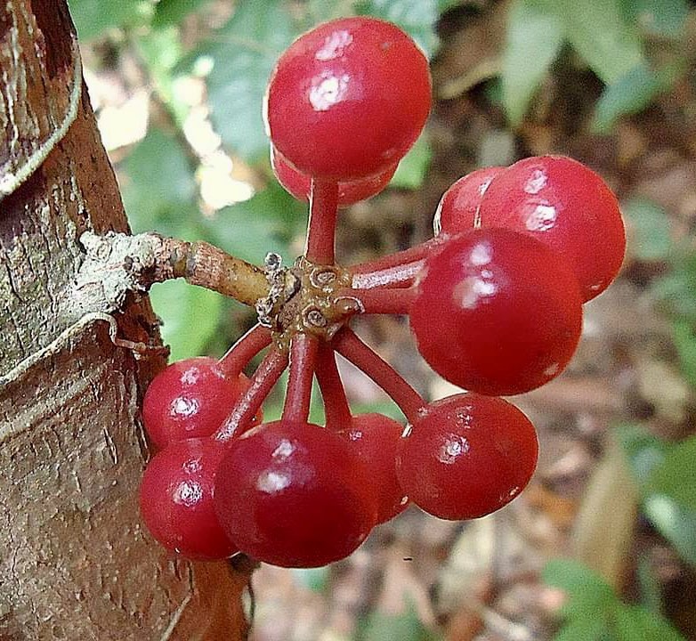 Pseudoxandra bahiensis - 1 germinated seed / 1 germinated seed