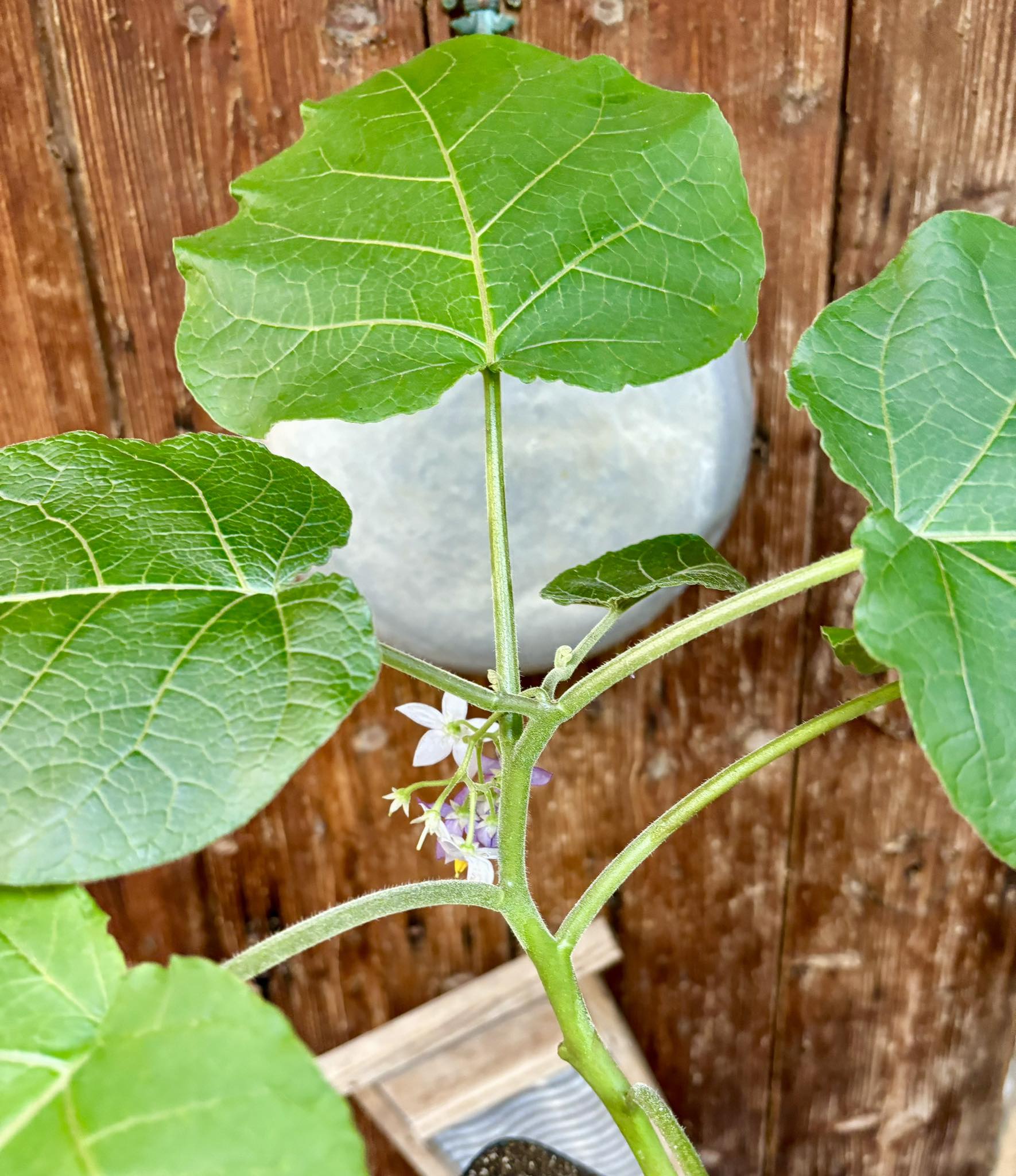 Hardy Tamarillo (Solanum corymbiflorum) - 1 potted plant / 1 getopfte Pflanze 