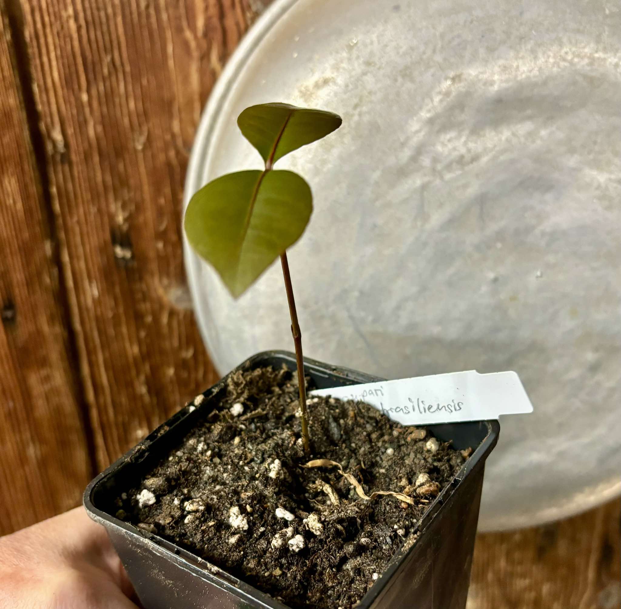 Garcinia brasiliensis - Bacupari -  1 small potted seedling / 1 kleiner, getopfter Sämling