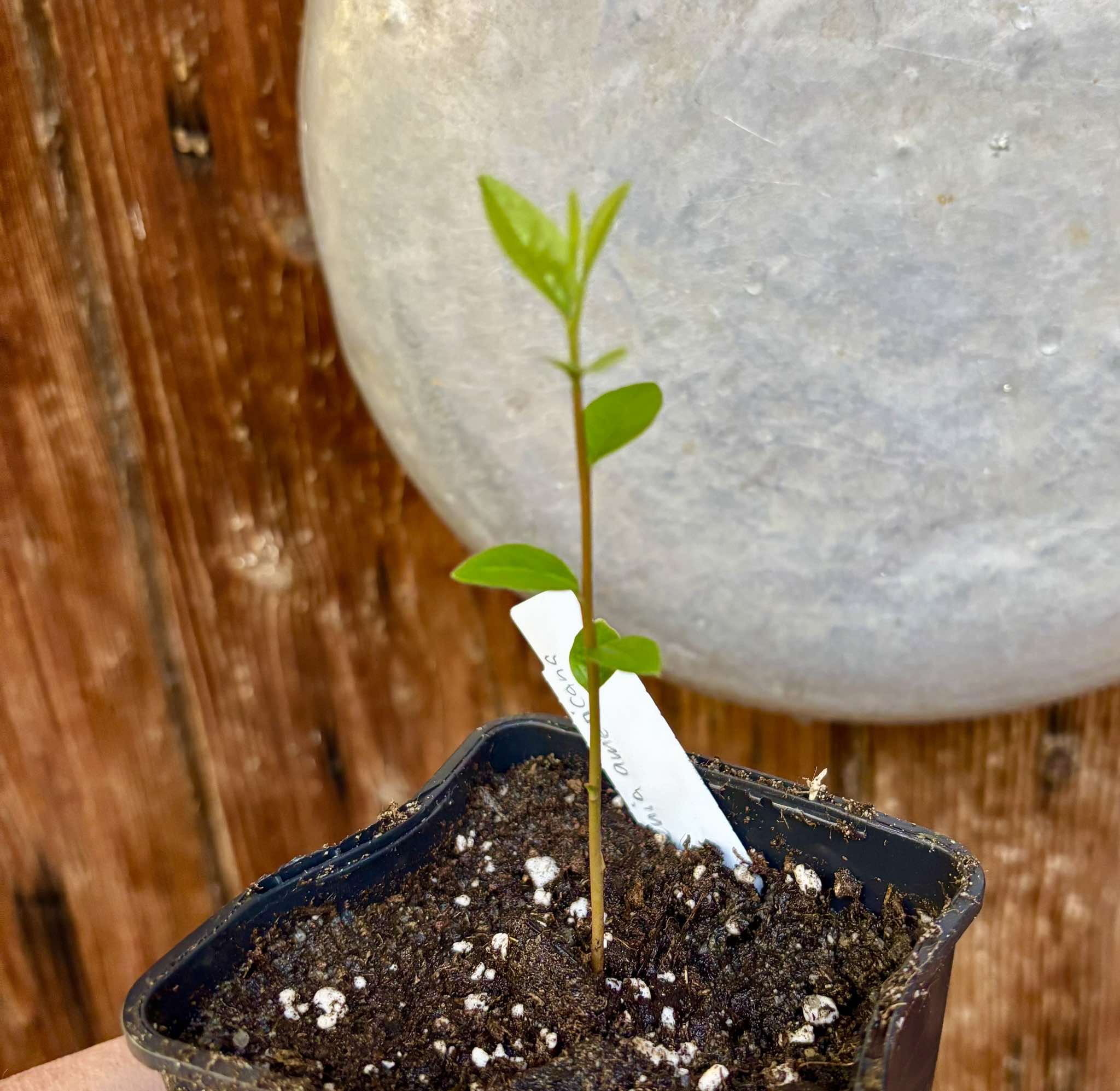 Ximenia americana - Ameixa da Caatinga - 1 small potted seedling / 1 kleiner, getopfter Sämling