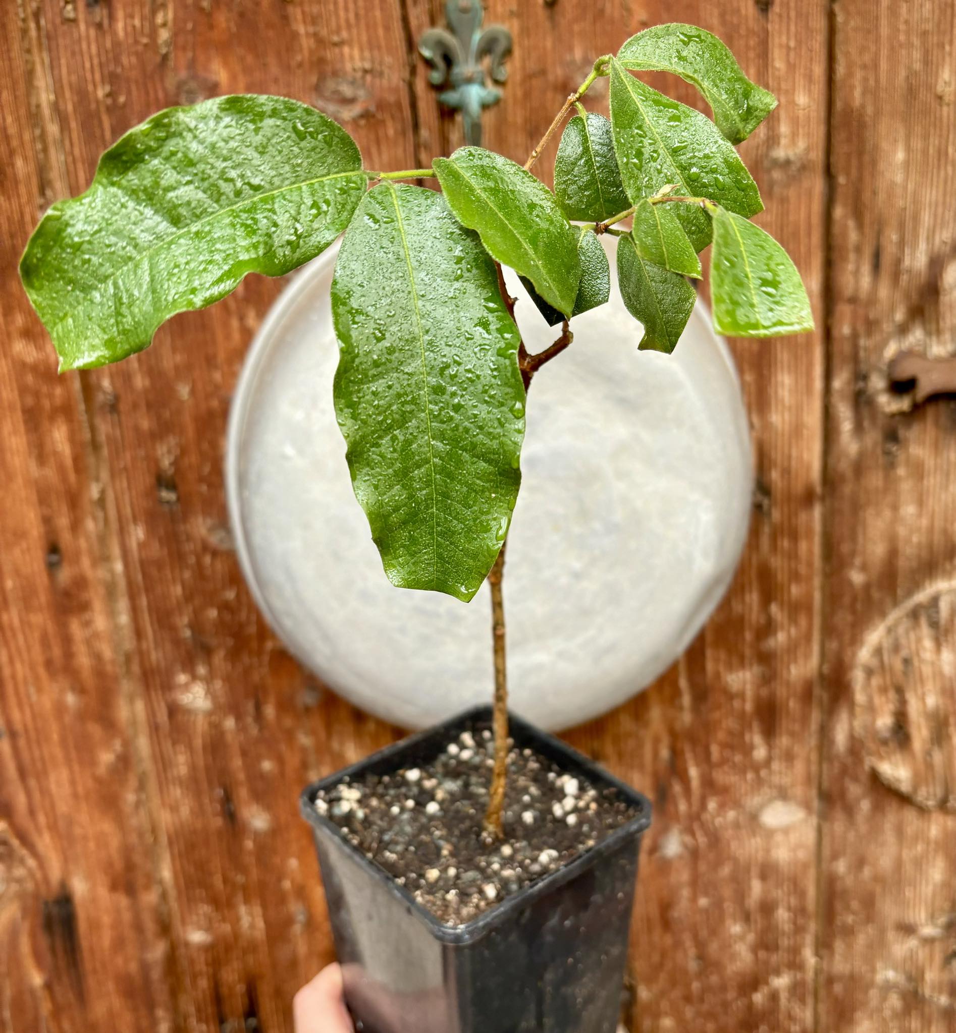 Jaboticaba Escarlate/Scarlet - Airlayer -  1 potted plant / 1 getopfte Pflanze