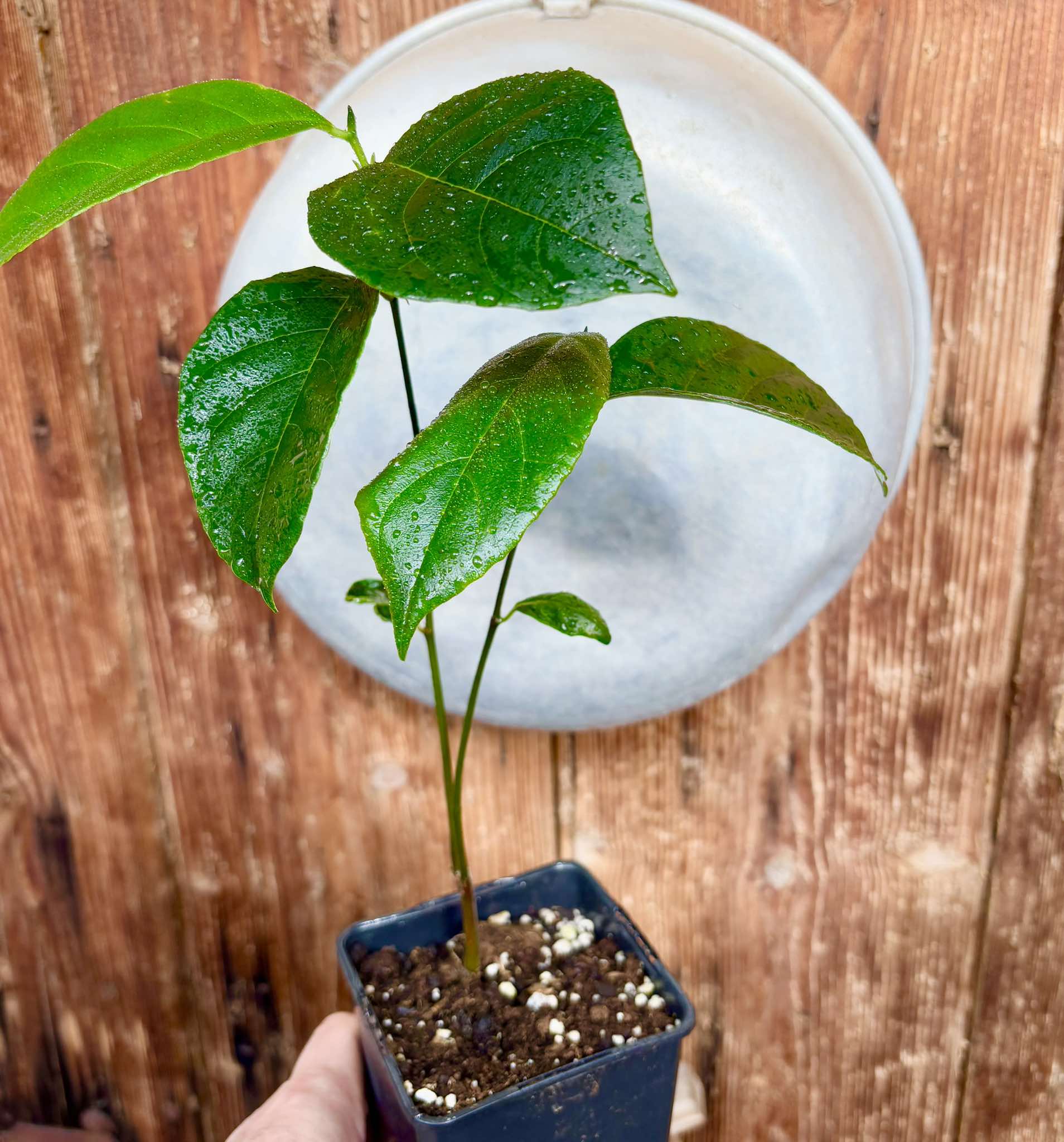 Jackfruit (Artocarpus heterophyllus) 1 potted plant / 1 getopfte Pflanze