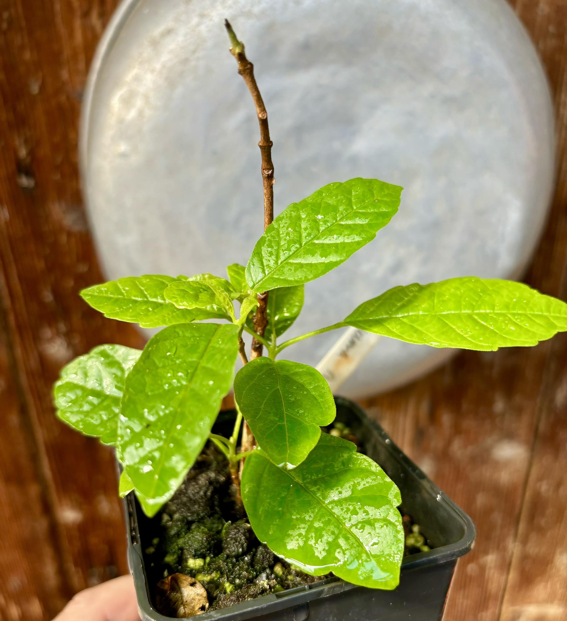 Tarumã azul (Vitex polygama) - 1 potted plant / 1 getopfte Pflanze