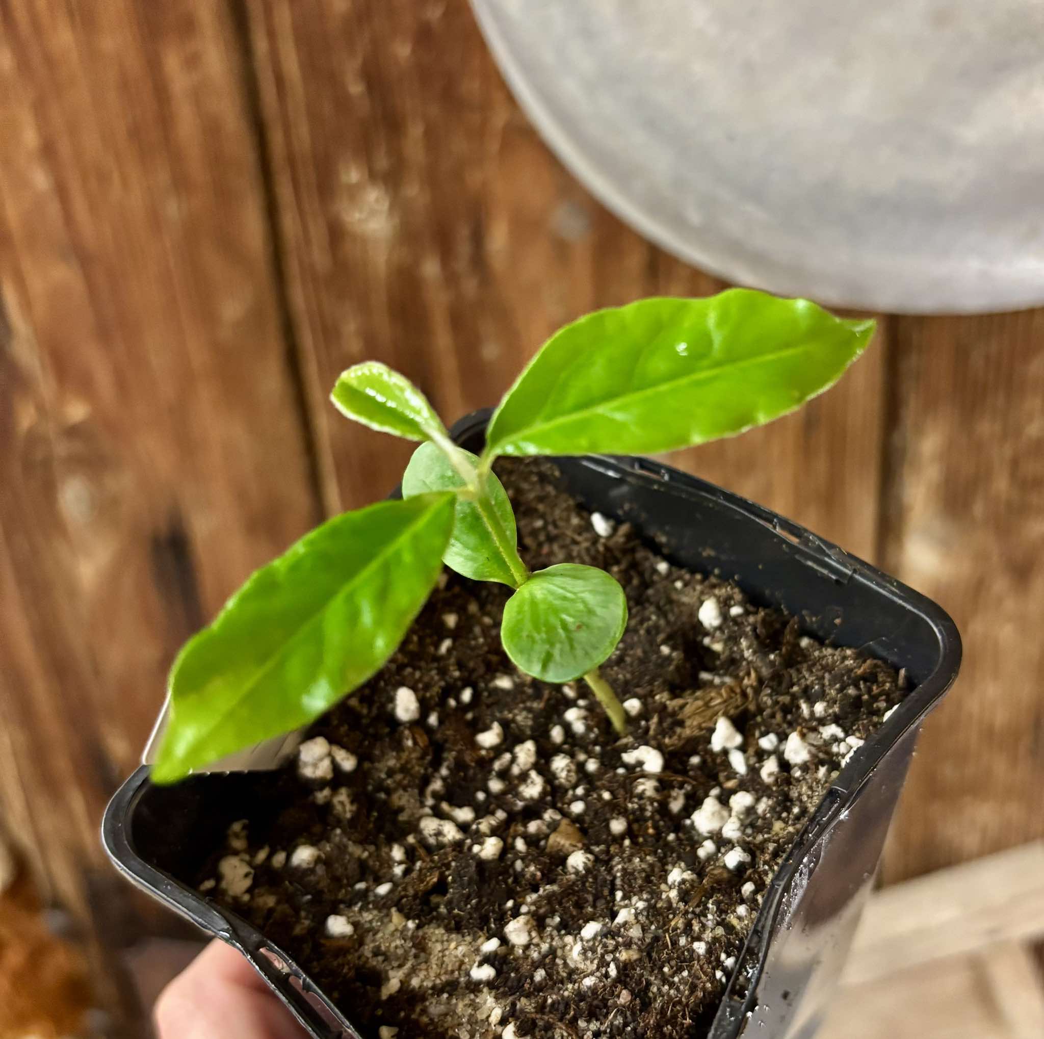 Chrysophyllum januariense  -  1 small potted seedling / 1 kleiner, getopfter Sämling