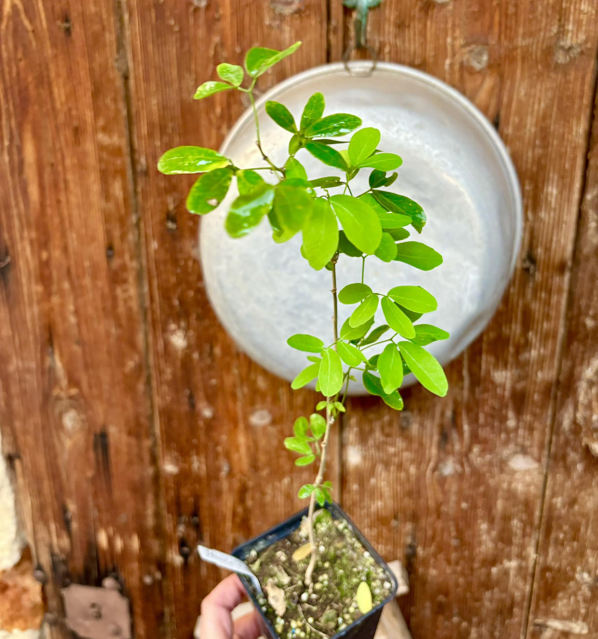 Manila Tamarind (Pithecellobium dulce) - 1 potted plant / 1 getopfte Pflanze