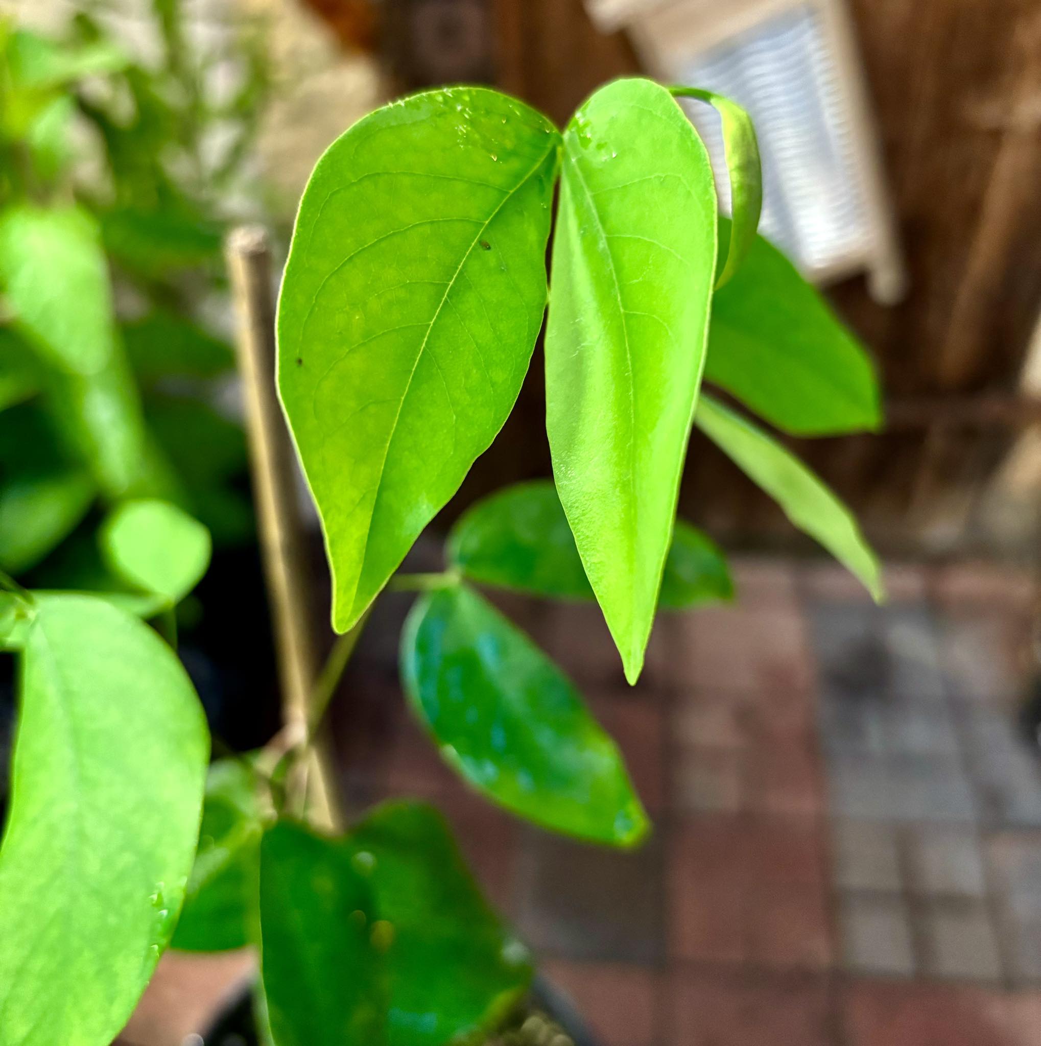 Jatoba (Hymenaea courbaril) - 1 potted plant / 1 getopfte Pflanze