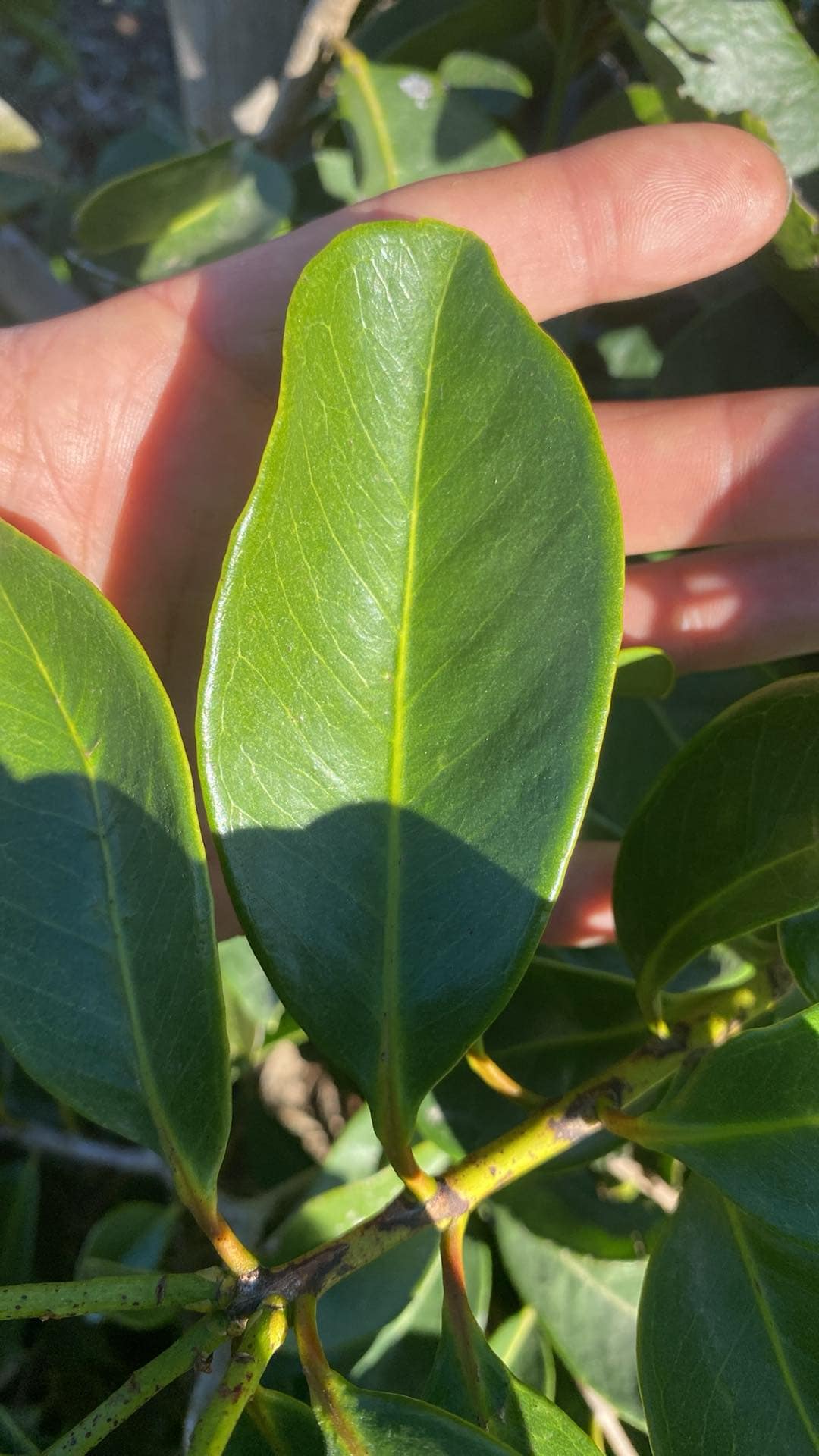 Psidium sp Cassio - 1 fresh seed / 1 frischer Samen