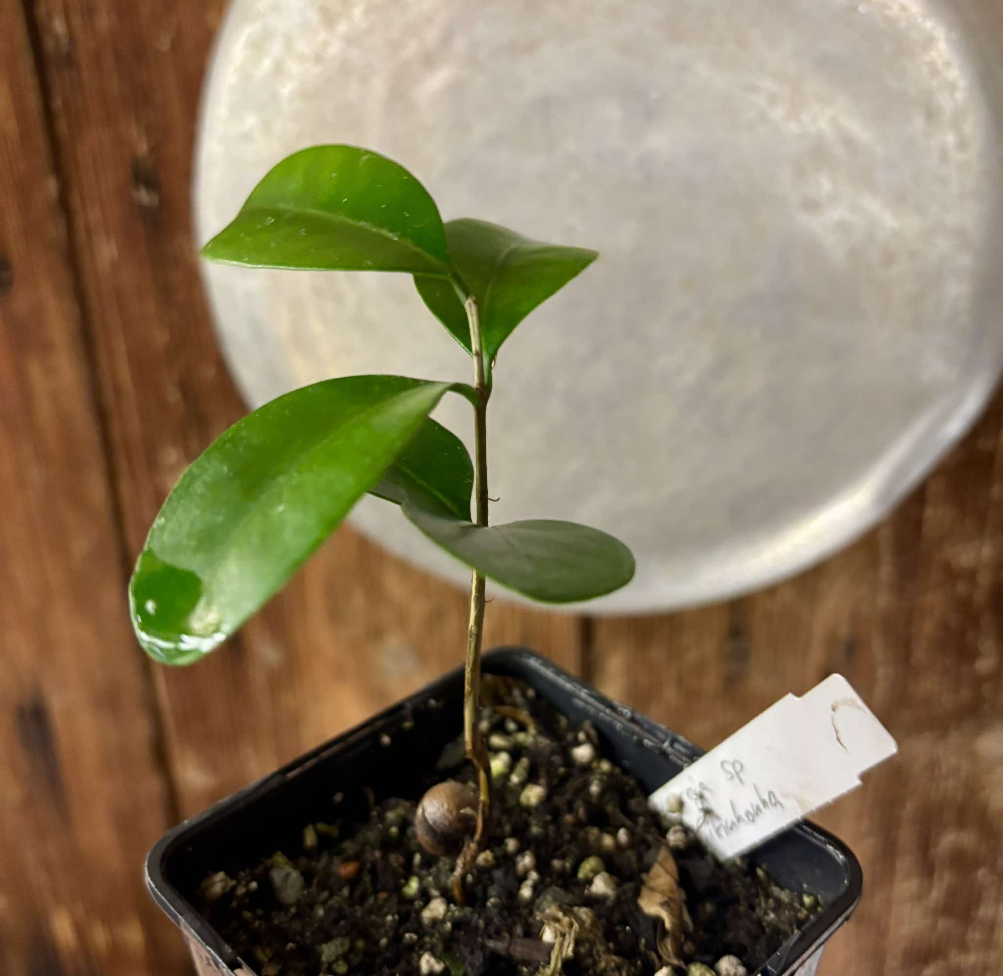 Myrcia sp Jequitinhonha - 1 potted seedling / 1 getopfter Sämling