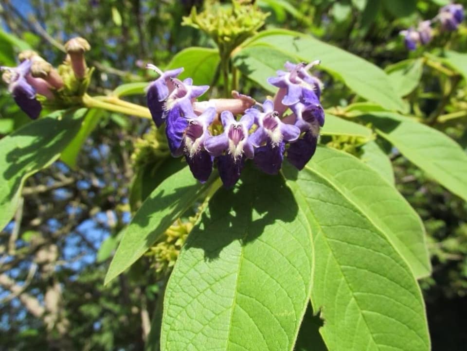 Tarumã azul (Vitex polygama) - 1 potted plant / 1 getopfte Pflanze