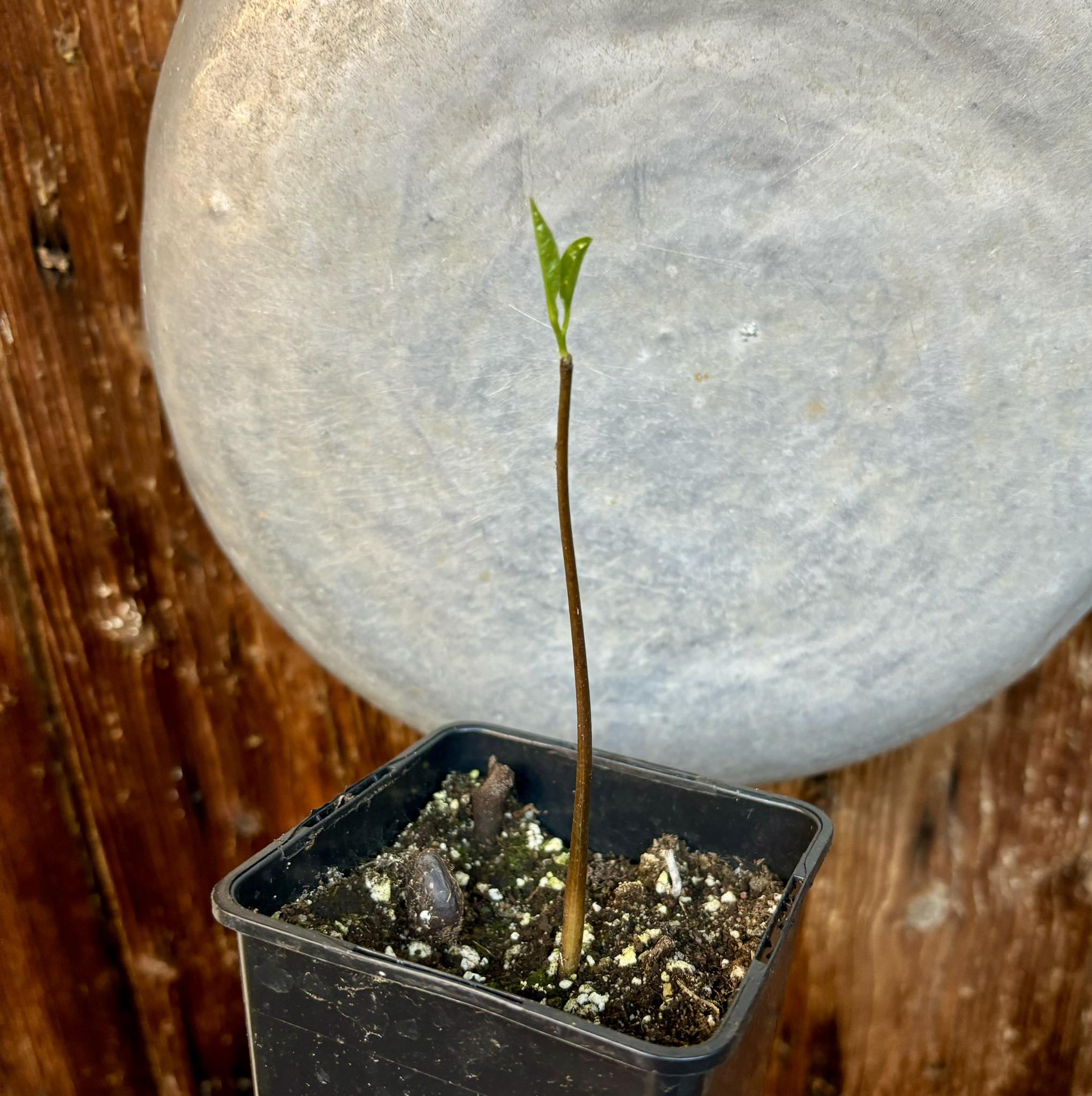 Annona salzmannii - 1 potted plant / 1 getopfte Pflanze