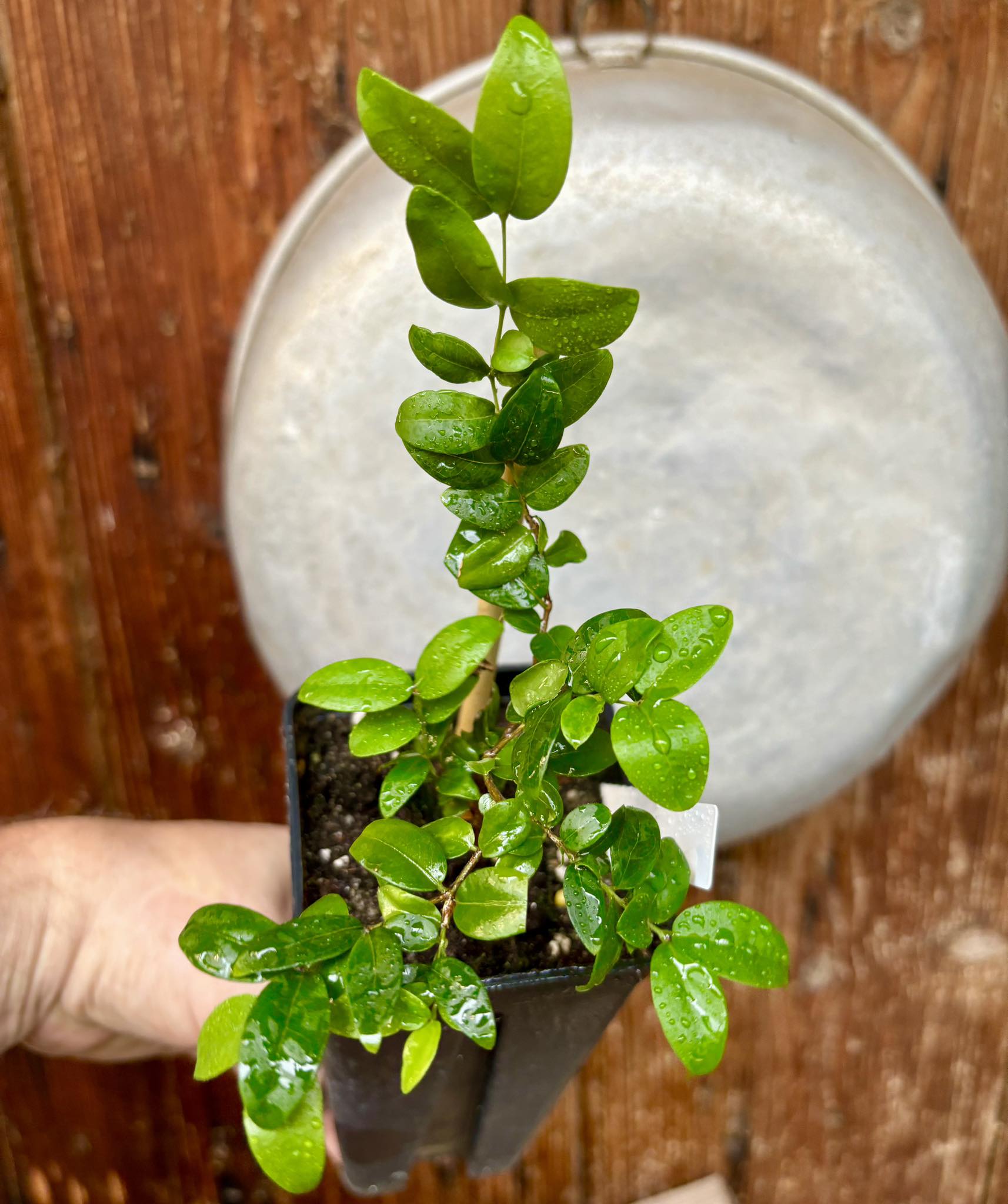 Jaboticaba Oipirinha (Plinia sp) Nr.2 - 1 potted plant/ 1  getopfte Pflanze