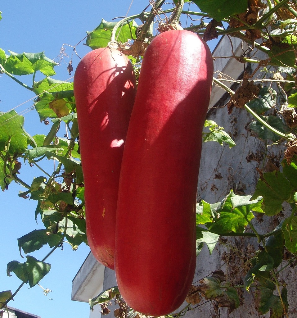 Sicana odorifera - Cassabanana - 1 potted plant / 1 getopfte Pflanze