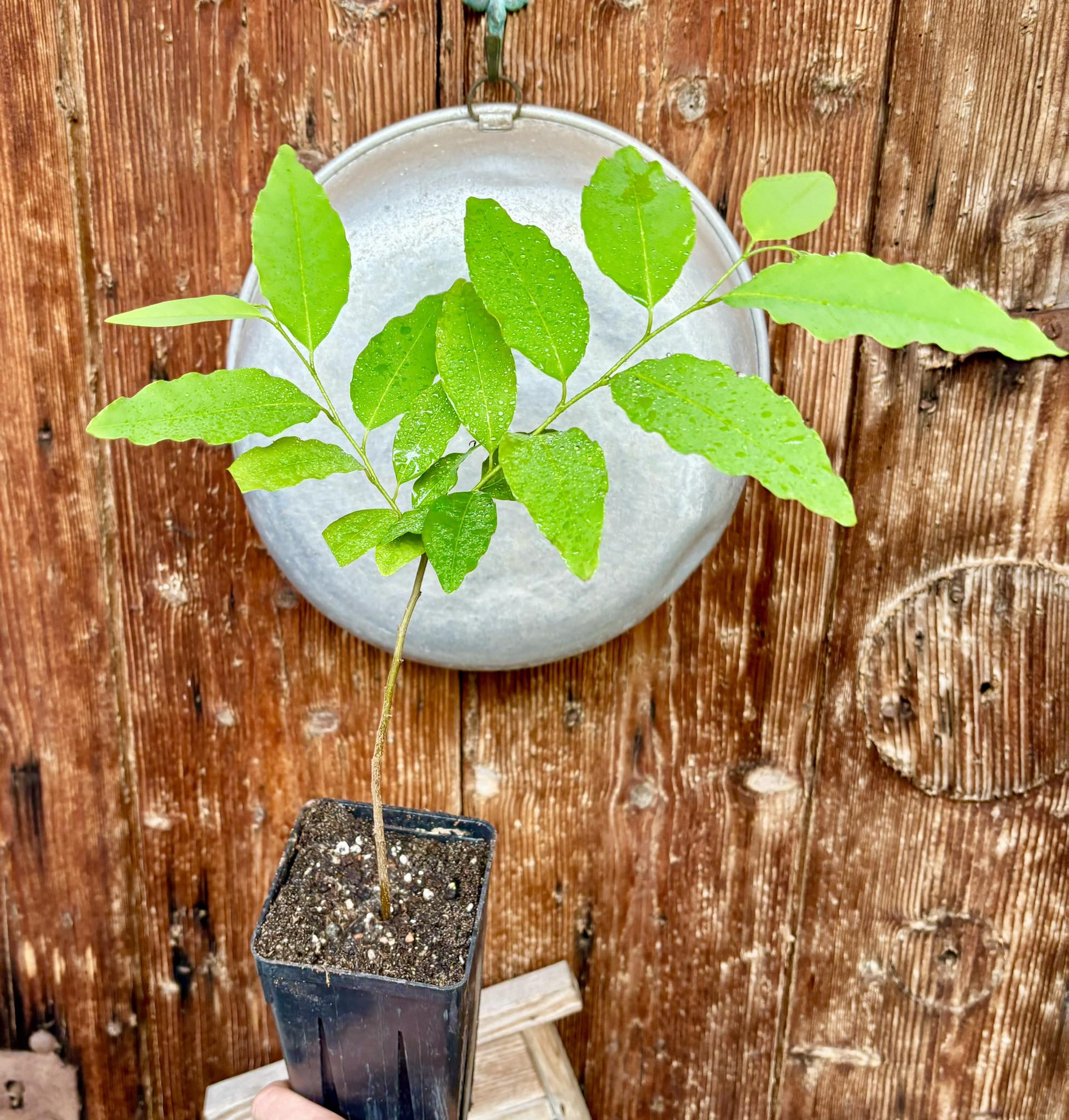 Annona neosalicifolia 1 potted plant / 1 getopfte Pflanze