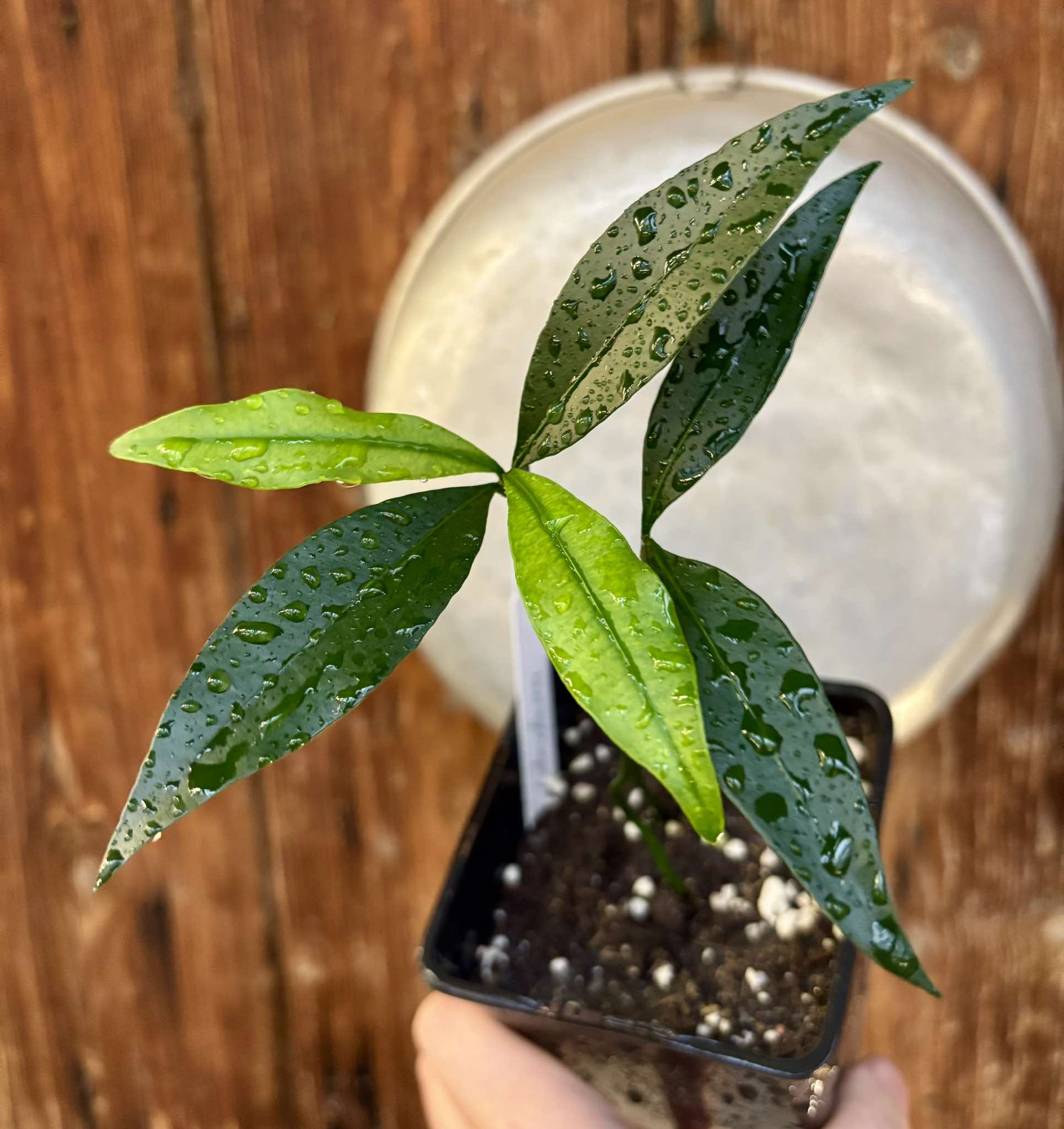 Garcinia humilis  - Achachairu - 1 potted plant / 1 getopfte Pflanze