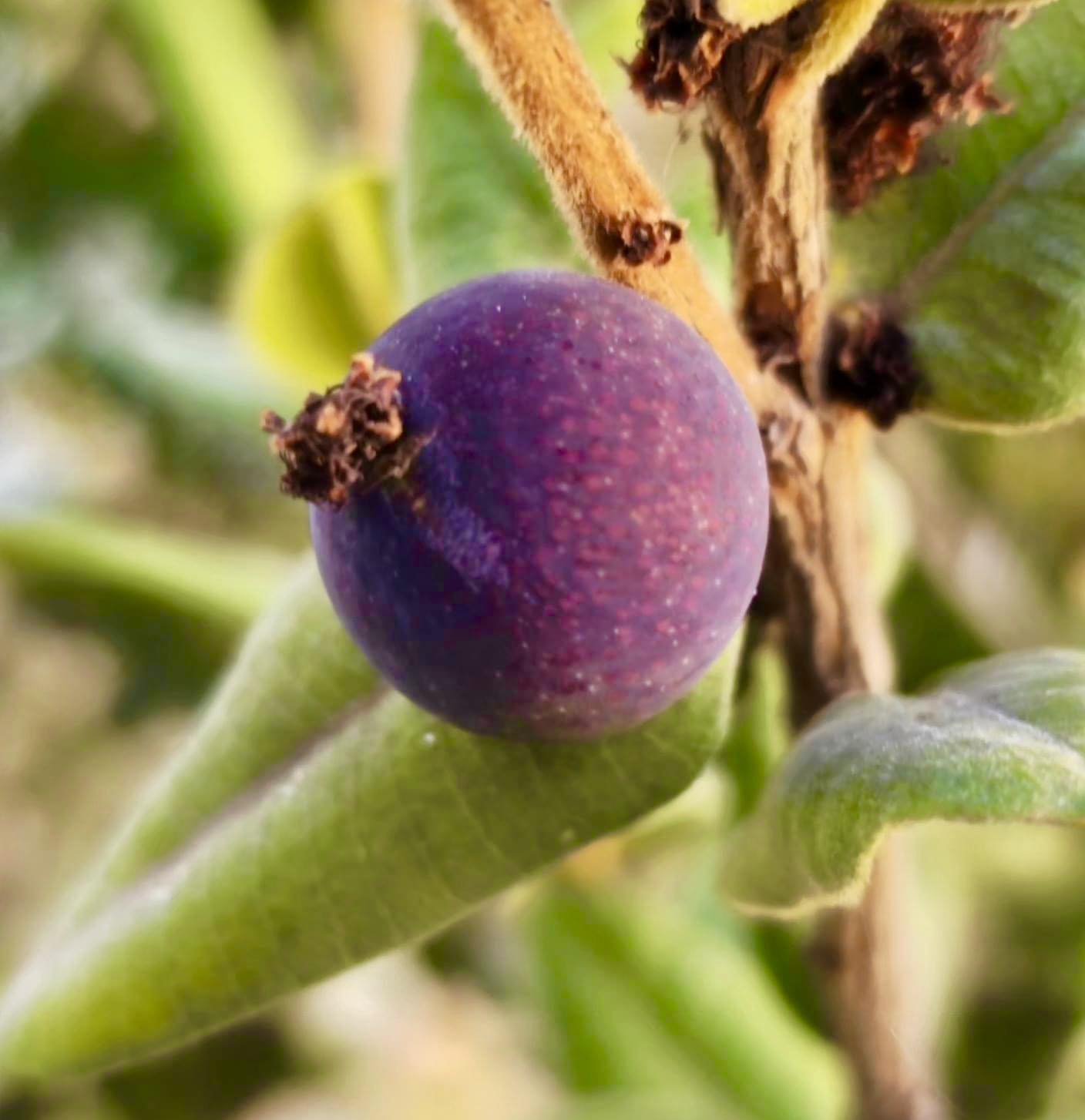 Myrciaria caerulescens - Roxa - Blue Guaquiea -  1 potted plant  / 1 getopfte Pflanze