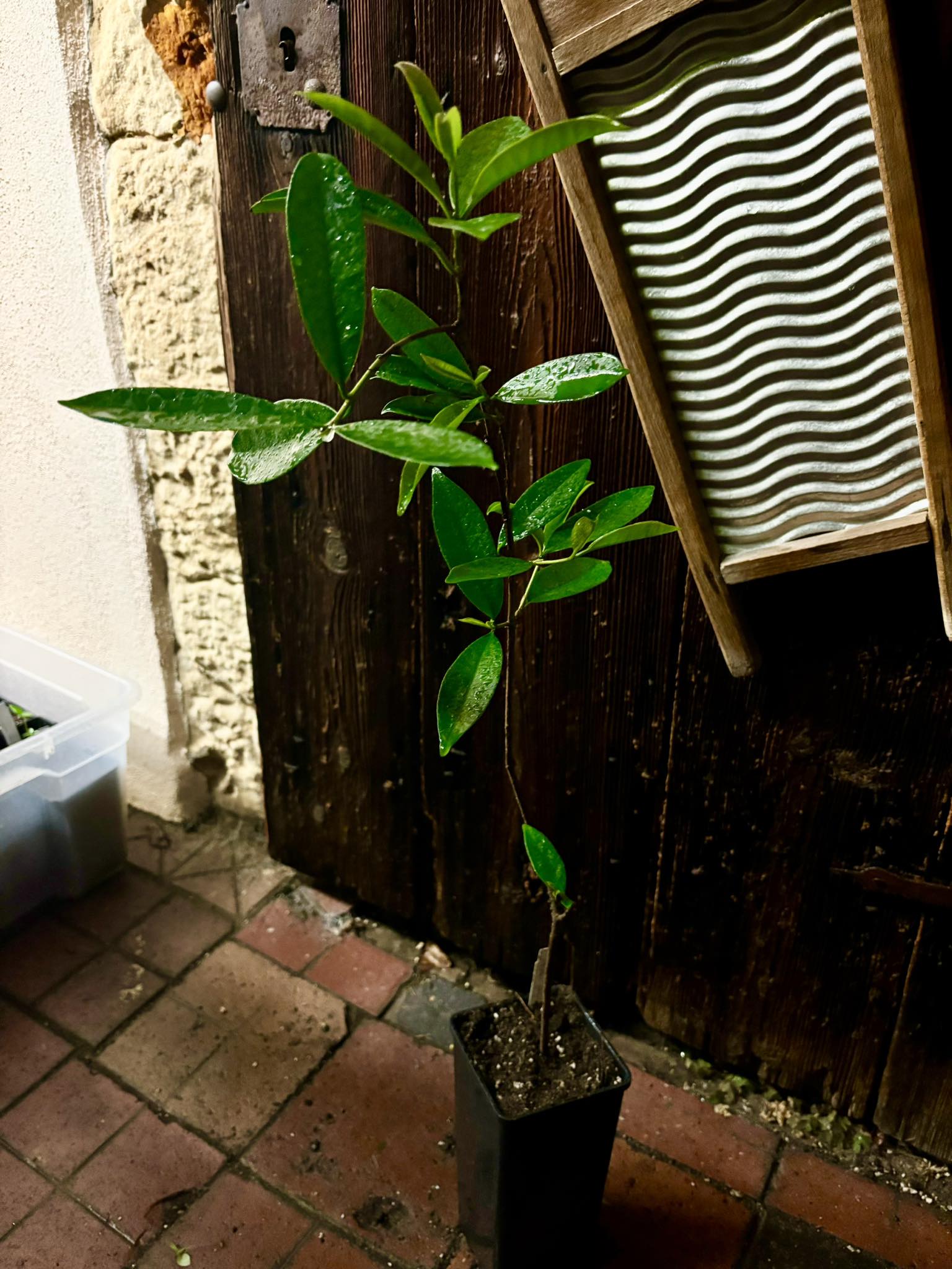 Cereja de Guapiaçu - Eugenia guapiassuana -  1 potted plant / 1 getopfte Pflanze