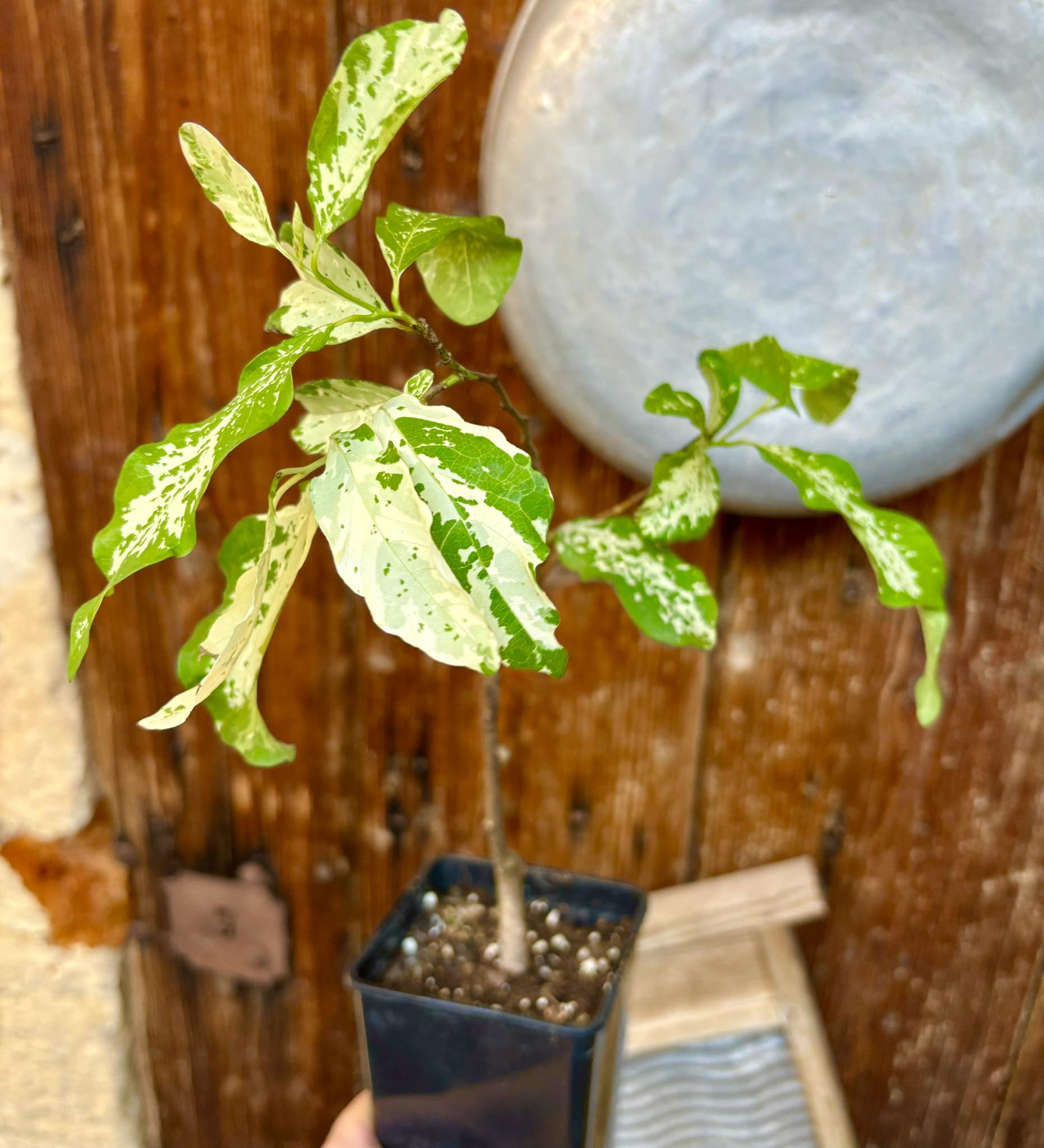 Annona squamosa VARIEGATED - 1 potted plant / 1 getopfte Pflanze