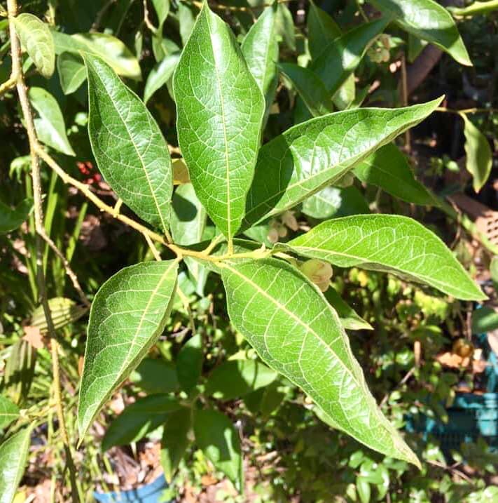 Solanum schizandrum - 1 fresh seed / 1 frischer Samen