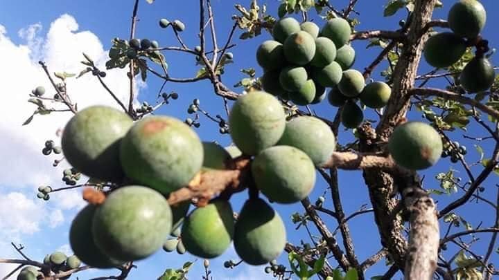 Curriola (Pouteria ramiflora) fresh seed / frischer Samen