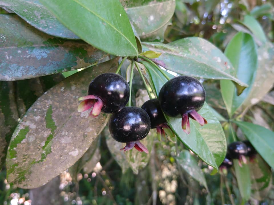 Grumixama (Eugenia brasiliensis) - 1 potted plant / 1 getopfte Pflanze