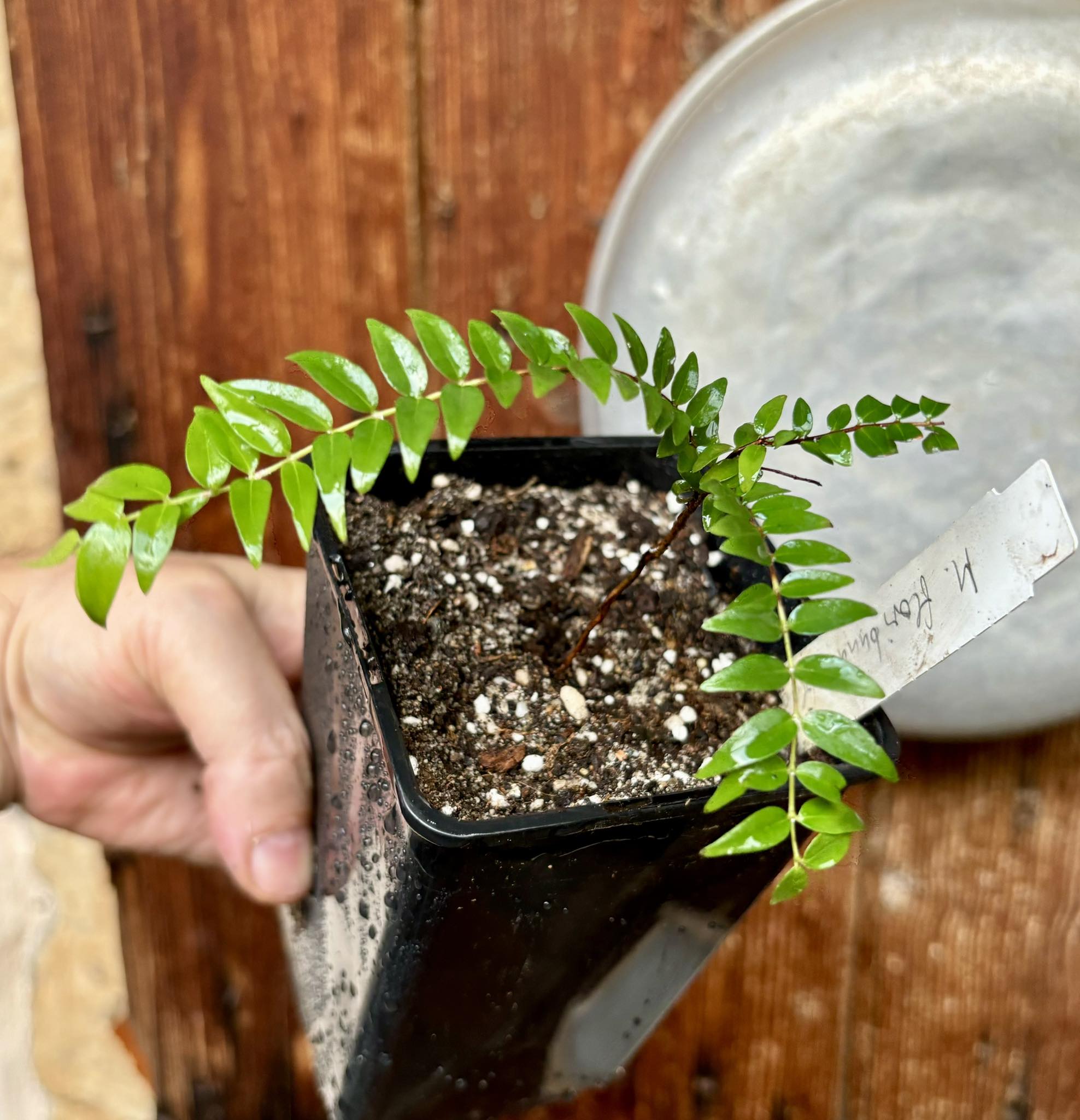 Myrciaria floribunda black - 1 potted plant / 1 getopfte Pflanze