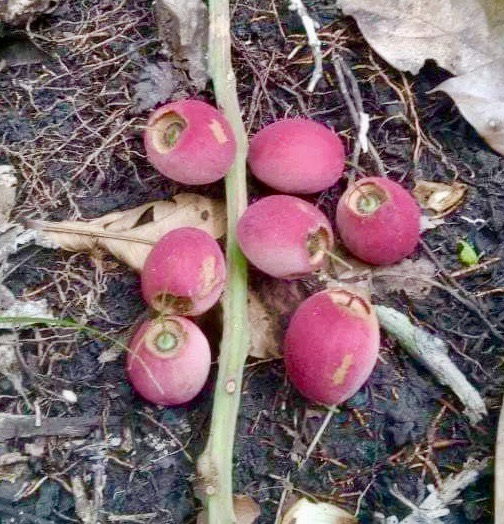 Barringtonia sp. banana leaf Neuguinea - 1 germinated seed / 1 gekeimter Samen