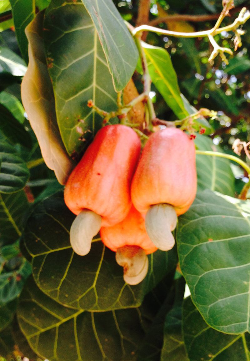 Anacardium occidentale - Cashew - 1 germinated seed / 1 gekeimter Samen