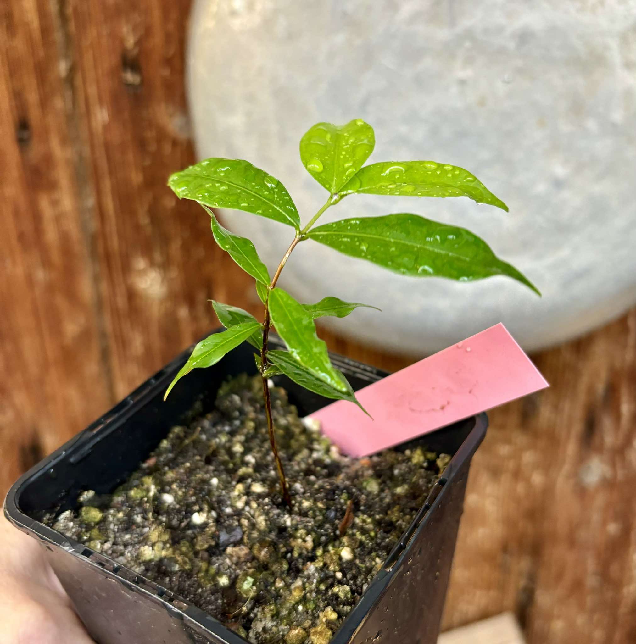 Ruby do Amazonas (Eugenia patrisii) 1 potted seedling / 1 getopfter Sämling