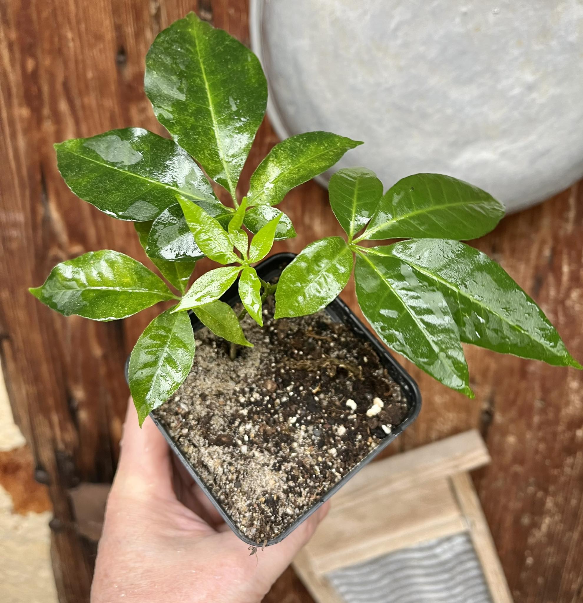 Casimiroa tetrameria - Wooly Leaved Sapote -  1 seedling / 1 Sämling