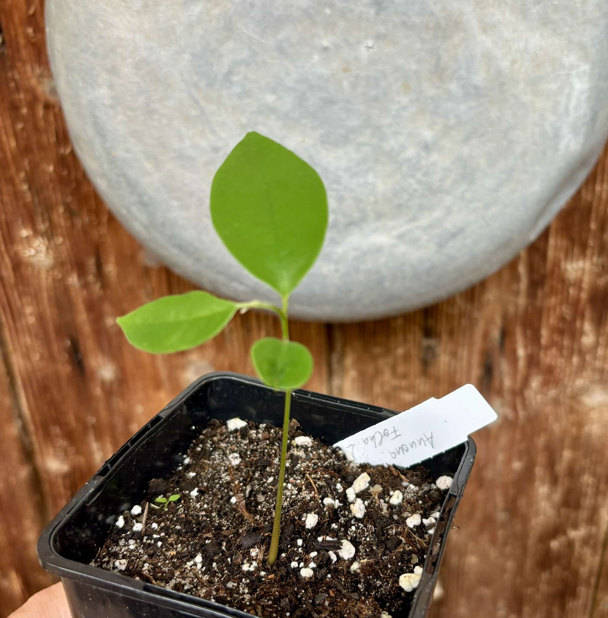 Annona cf bahiensis Folha Llisa - 1 pottet seedling / 1 getopfter Sämling