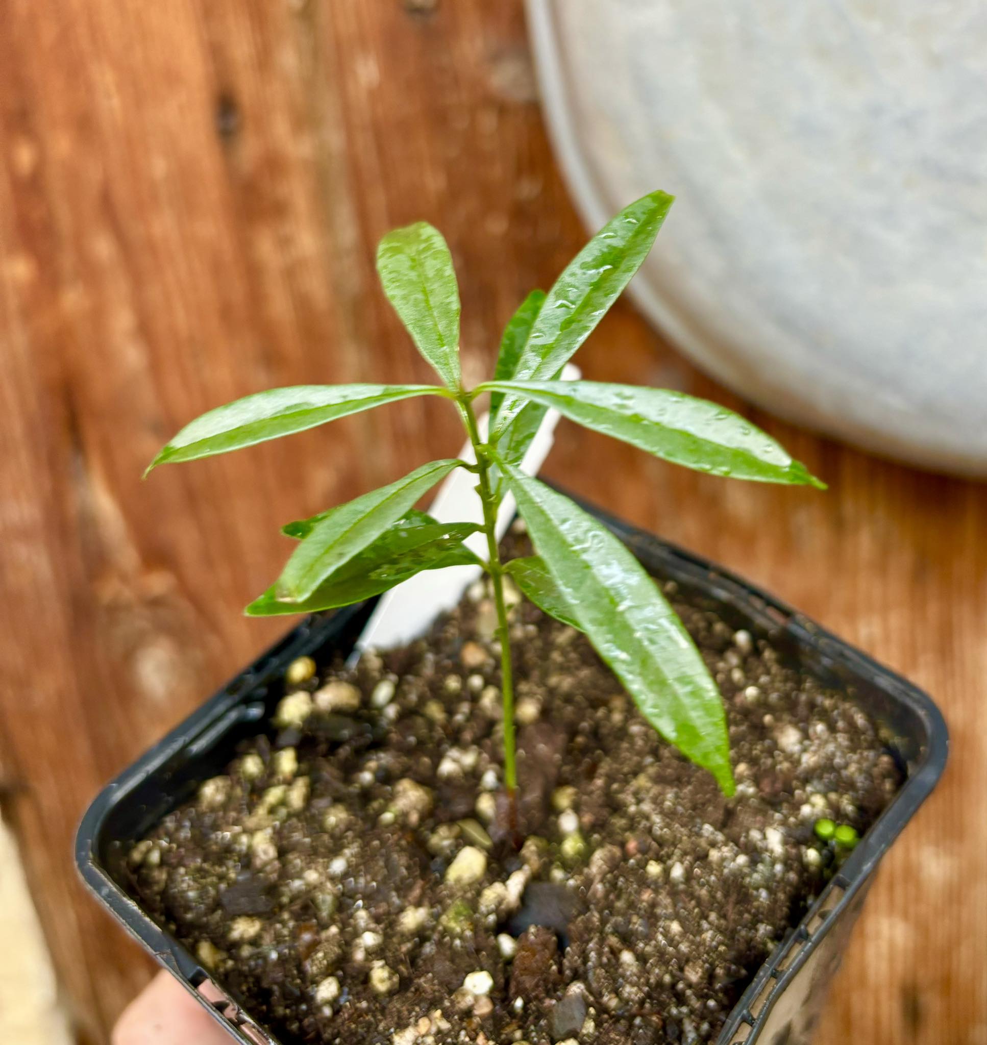 Syzygium cerasiforme - White Lilly Pilly - 1 potted plant / 1 getopfte Pflanze