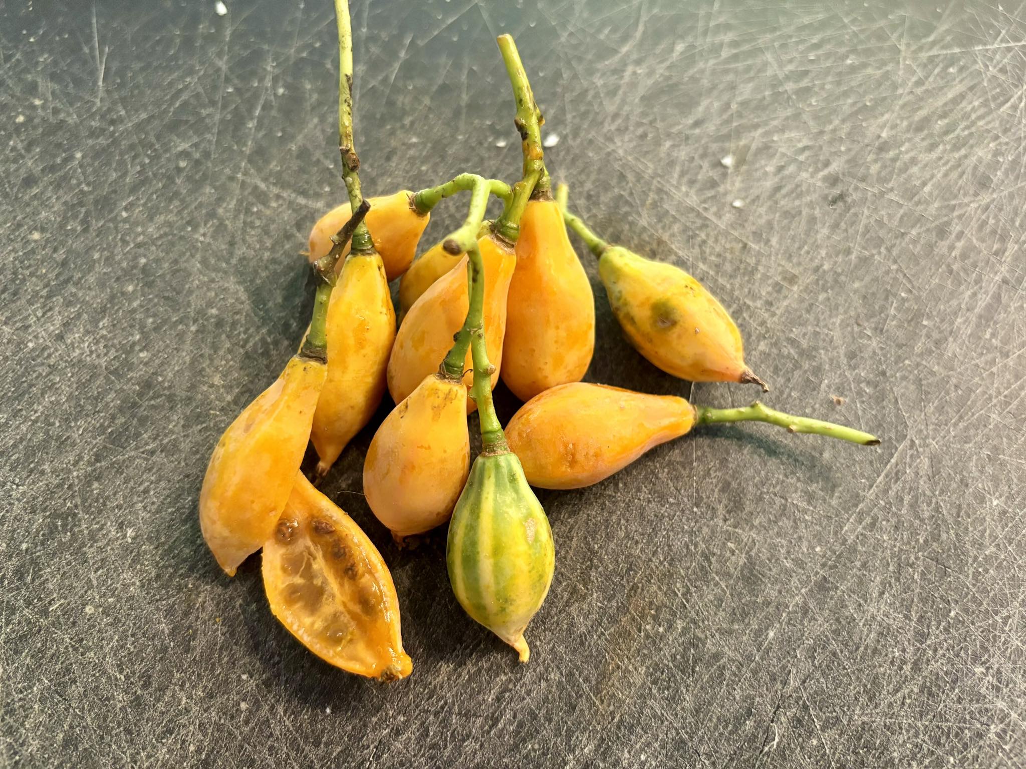 Oakleaf Papaya (Carica querzifolia) -  1 fresh seeds/ 1 frischer Samen 