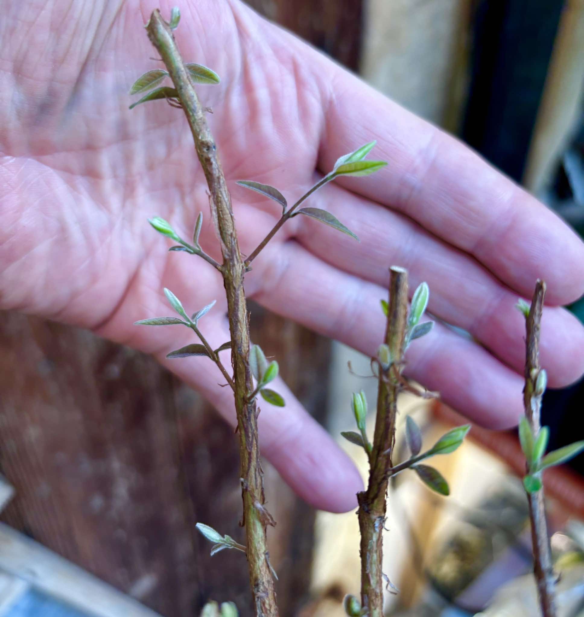 Ubajai (Eugenia myrcianthes) - 1 potted plant / 1 getopfte Pflanze