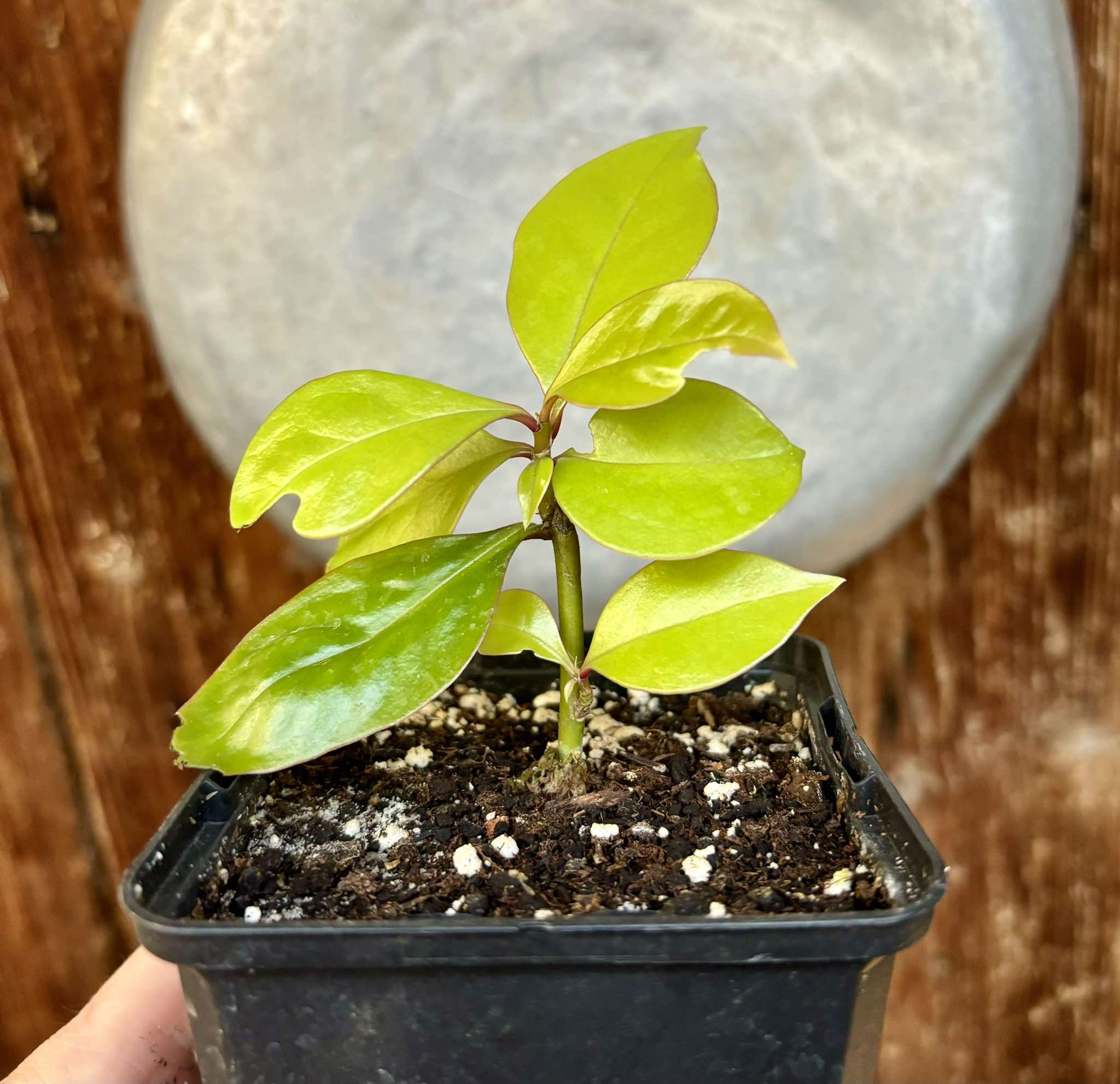 Barbados Gooseberry Nr. 2 - Pereskia aculeata var. godseffiana - 1 potted plant / 1 getopfte Pflanze