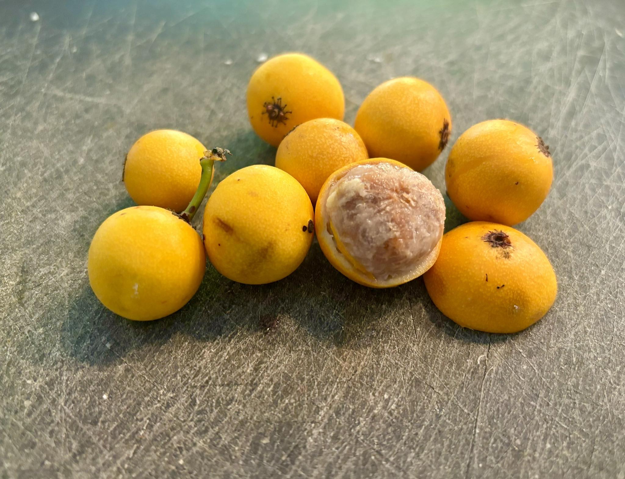 Lemon Drop Mangosteen (Garcinia intermedia) - 1 fresh seed / 1 frischer Samen