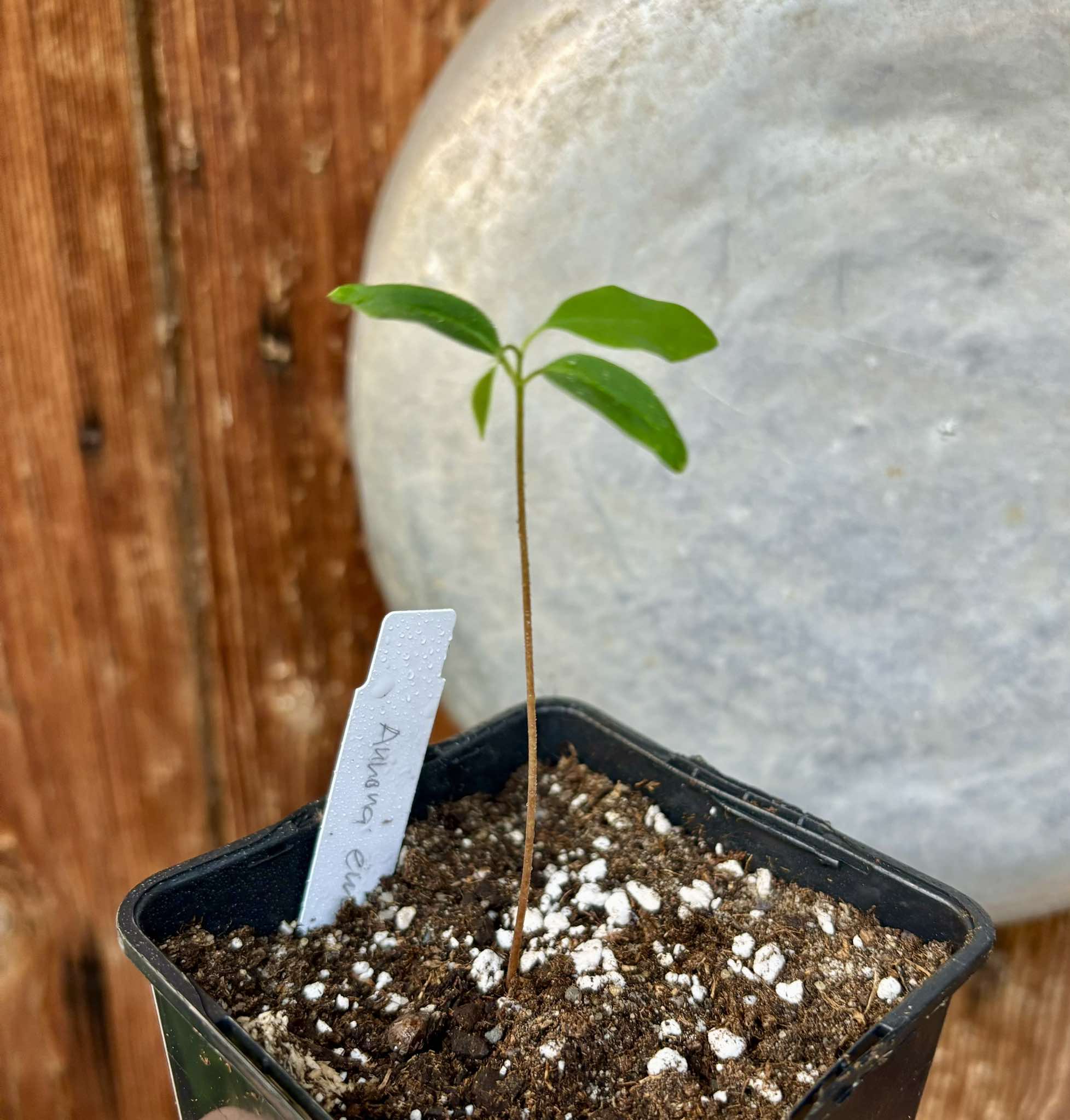 Annona emarginata - 1 potted plant / 1 getopfte Pflanze