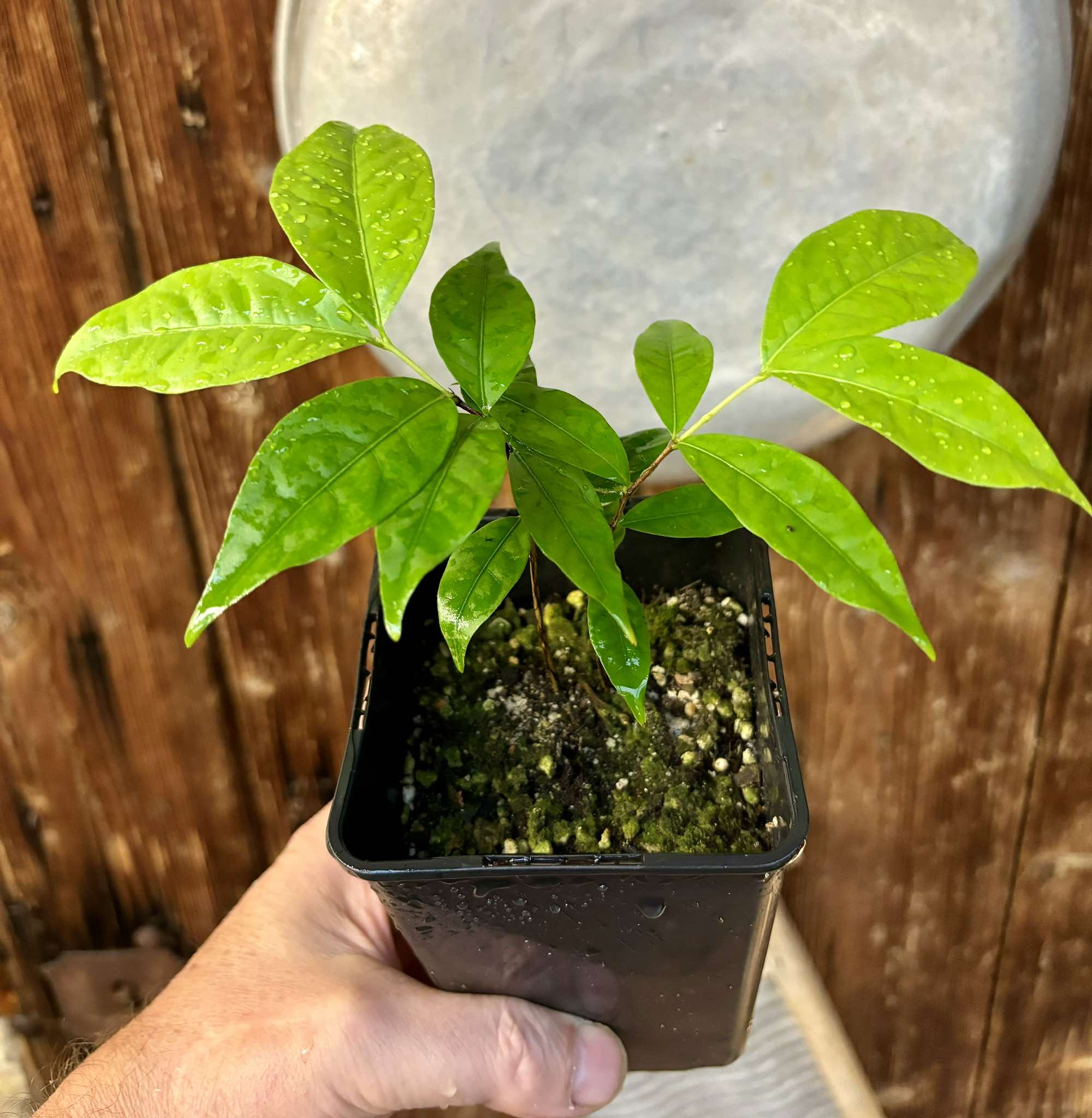 Ruby do Amazonas (Eugenia patrisii) - 1 potted plant / 1 getopfte Pflanze