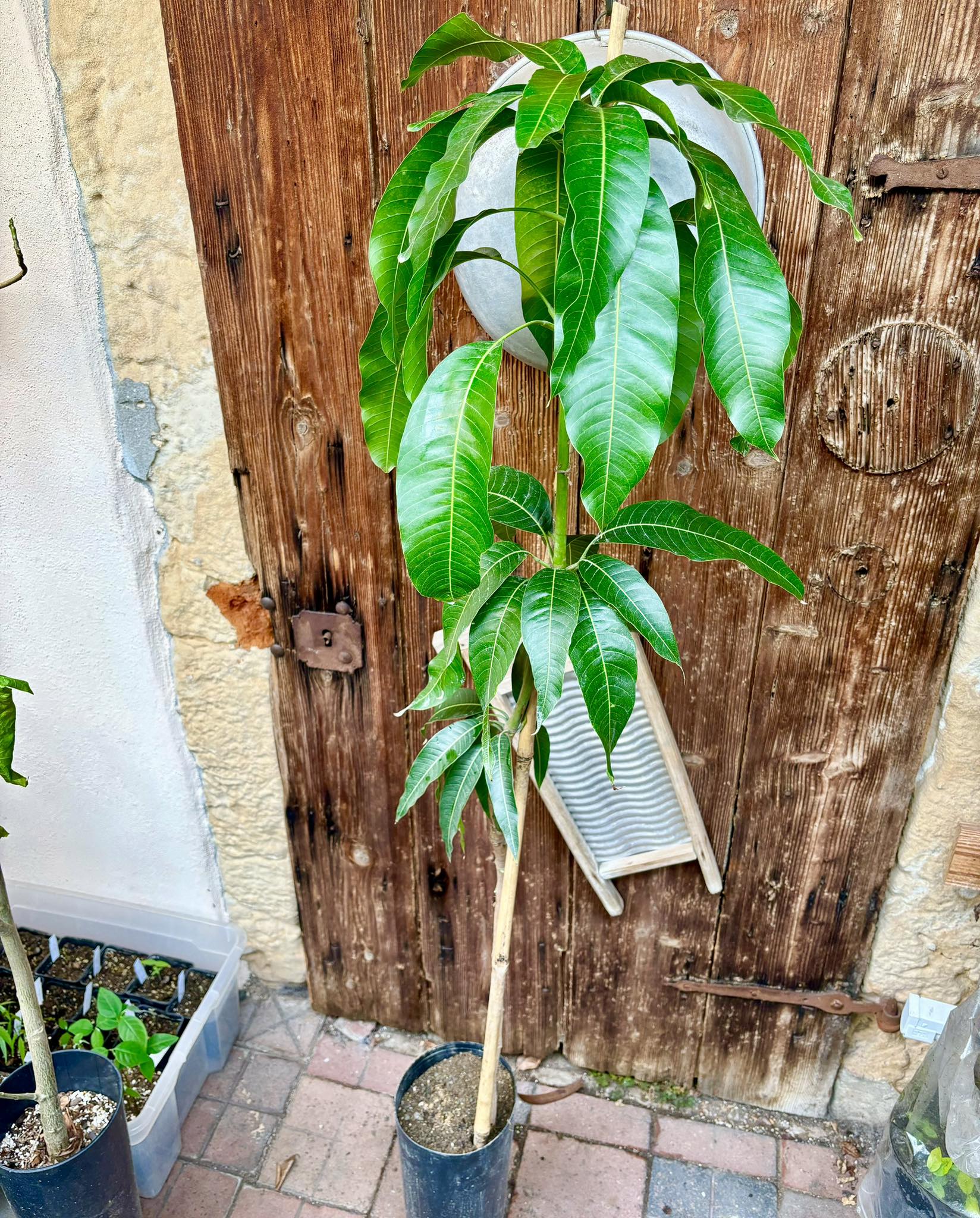 Mango Palmer (Mangifera indica) - GRAFTED - 1 potted plant / 1 getopfte Pflanze