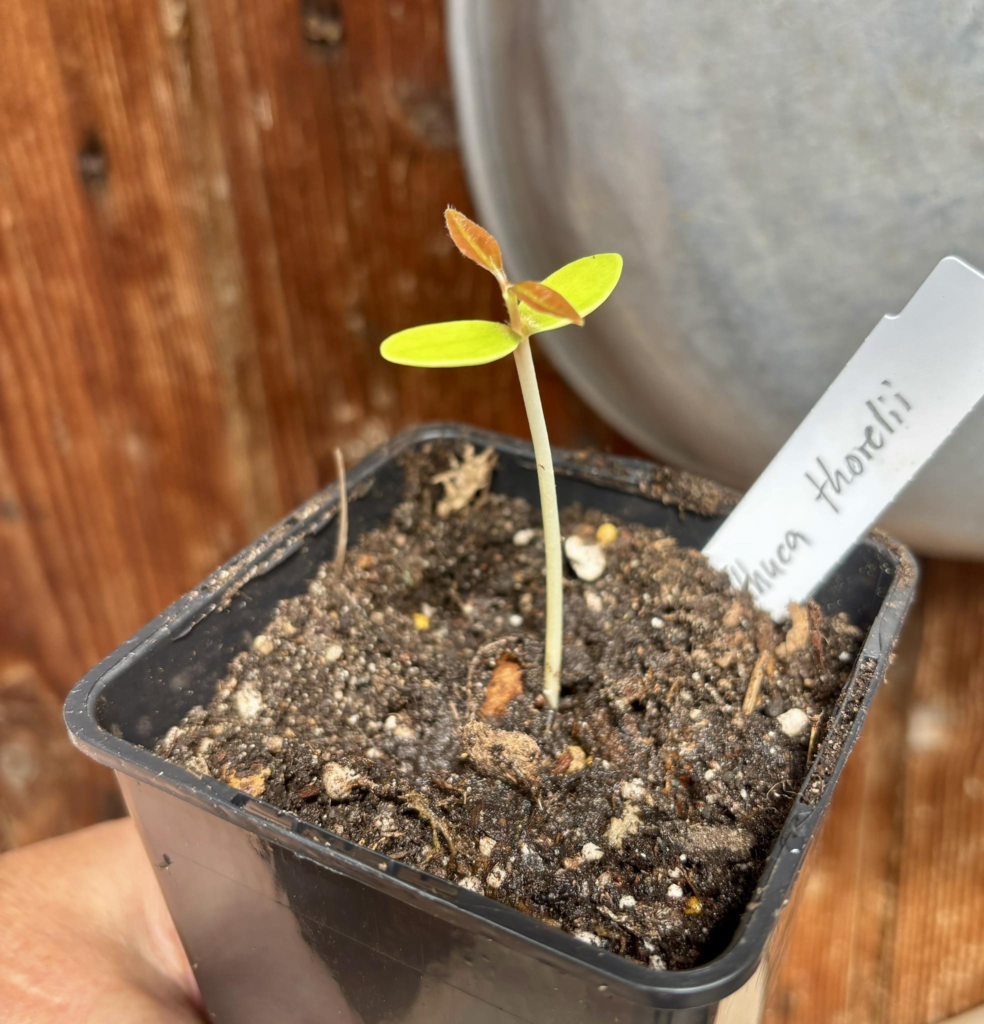 Madhuca thorelii - Mak Dauy Fruit -   1 little potted seedling / 1 kleiner, getopfter Sämling