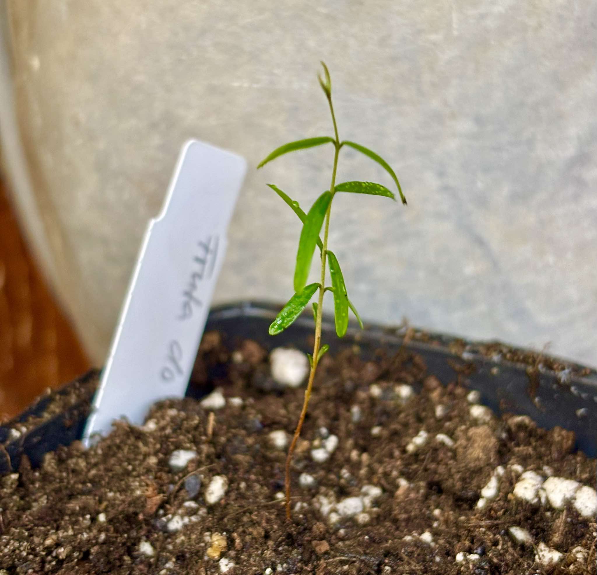 Syzygium sp - Fruta do Misterio - 1 small potted seedling / 1 kleiner, getopfter Sämling