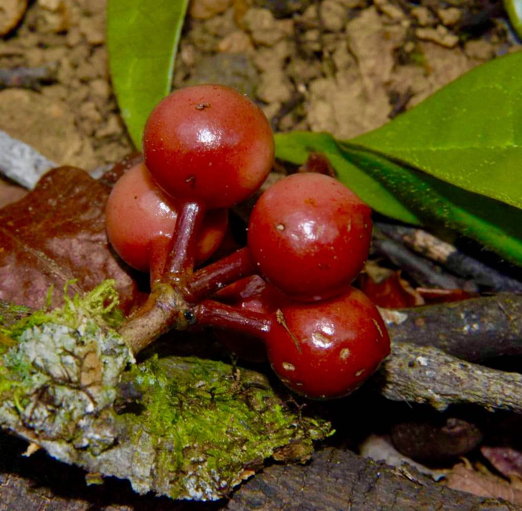 Pseudoxandra bahiensis - 1 germinated seed / 1 germinated seed