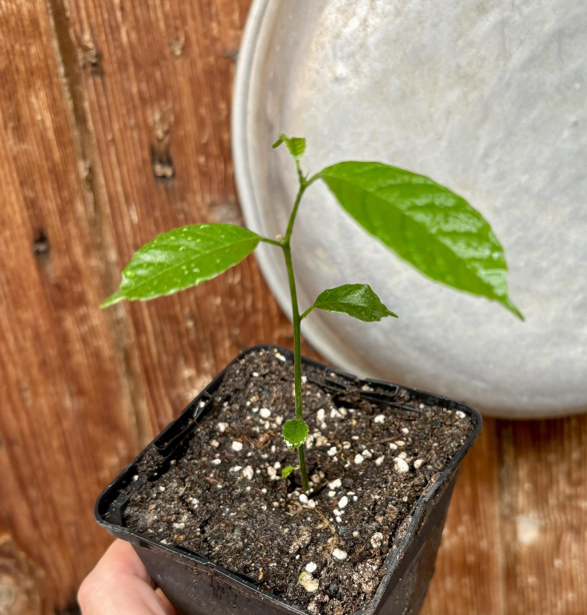 Artocarpus lacucha - Lakoocha  -  1 potted plant / 1 getopfte Pflanze