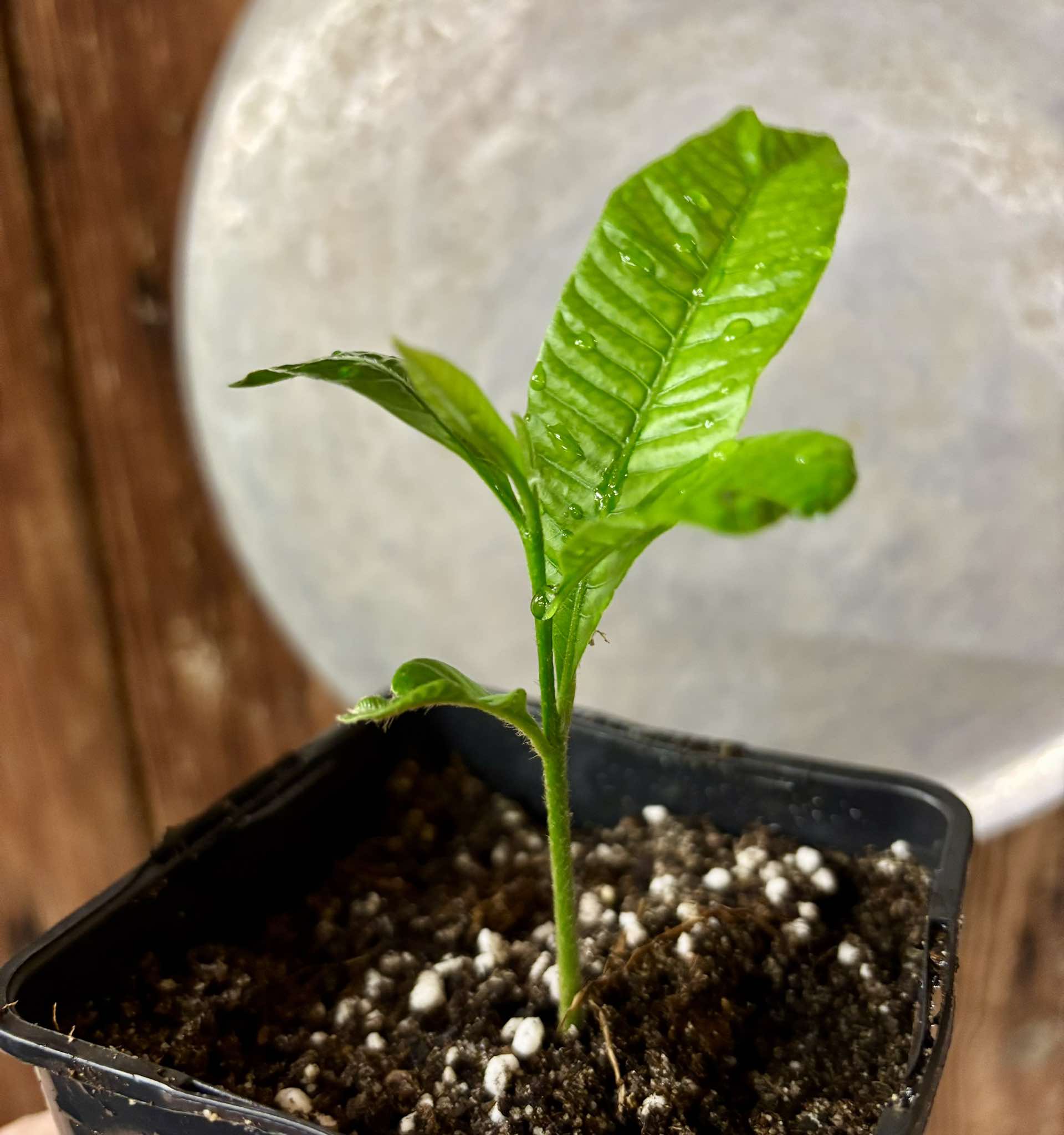 Indonesian Abiu (Pouteria caimito) - 1 small potted seedling / 1 kleiner, getopfter Sämling