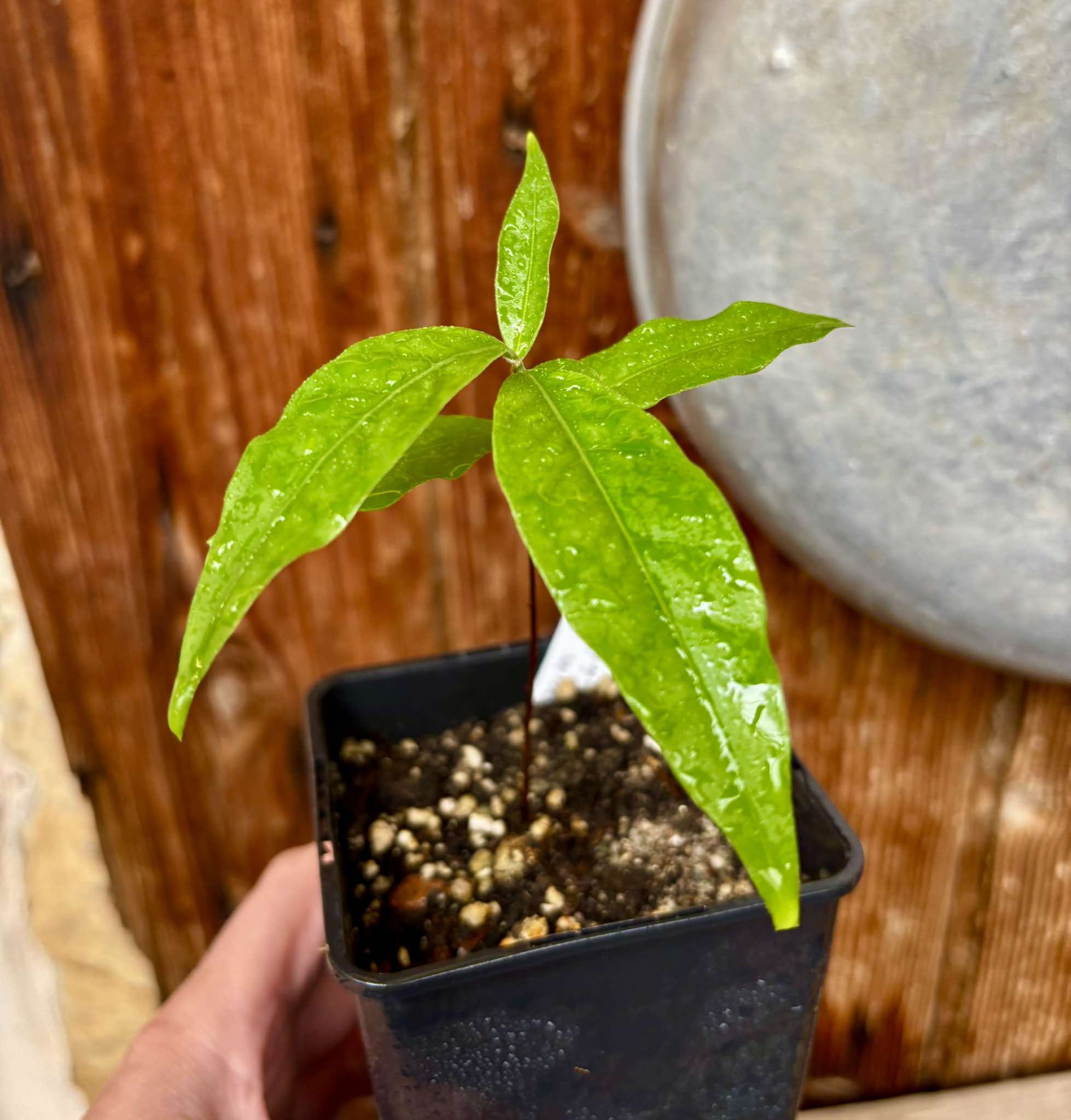 Ruby do Amazonas (Eugenia patrisii) Nr. 2 - 1 potted seedling / 1 getopfter Sämling