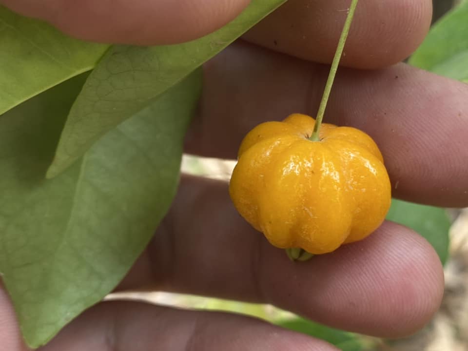 Eugenia uniflora var. Dwarf Orange  - 1 potted plant / 1 getopfte Pflanze